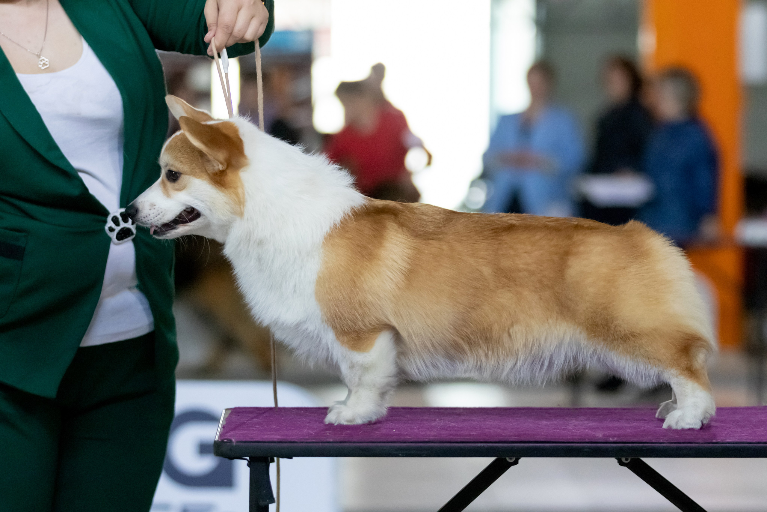 Выставки. Фотограф — анималист в Москве и области Ольга Петракова