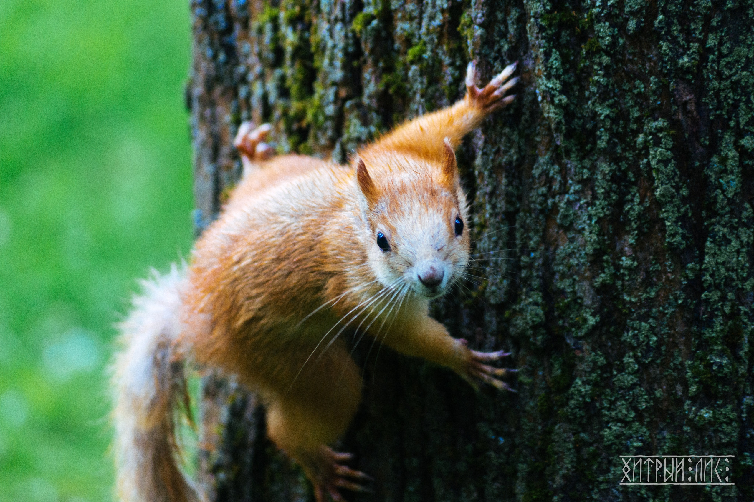 Беларусь. Фотограф-путешественник Самойлов Максим «Sly Fox»