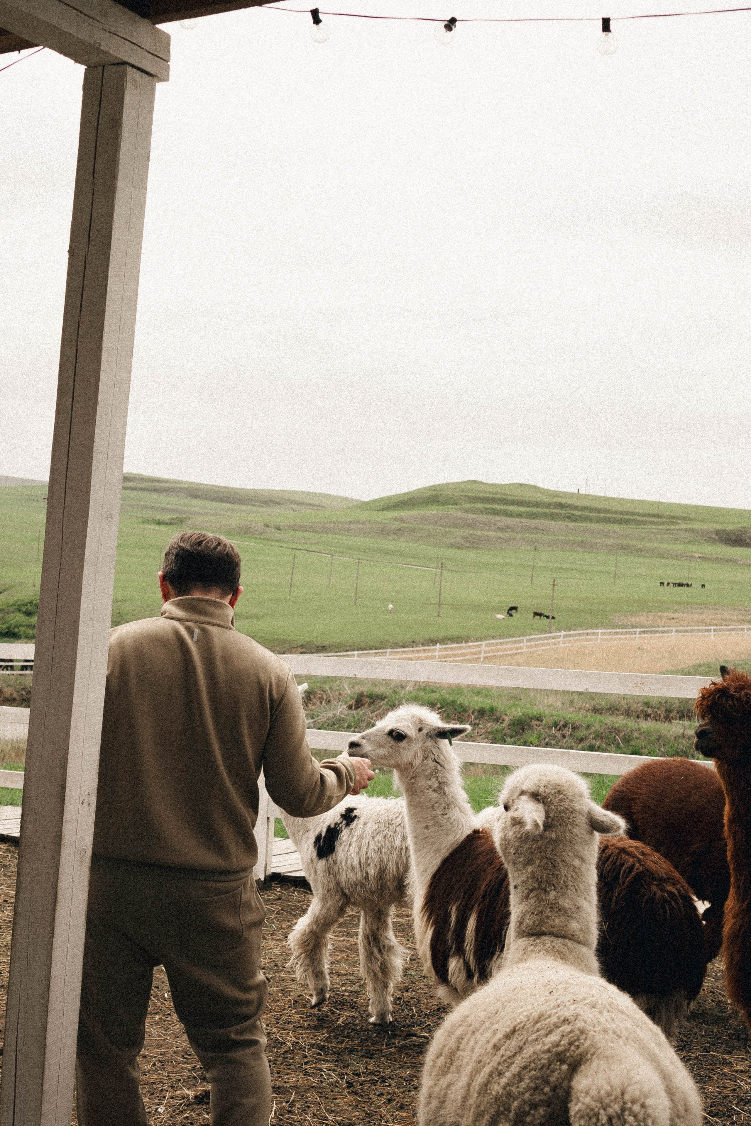 Ферма Альпак. Профессиональный фотограф, Санкт-Петербург — Виктория Богомолова
