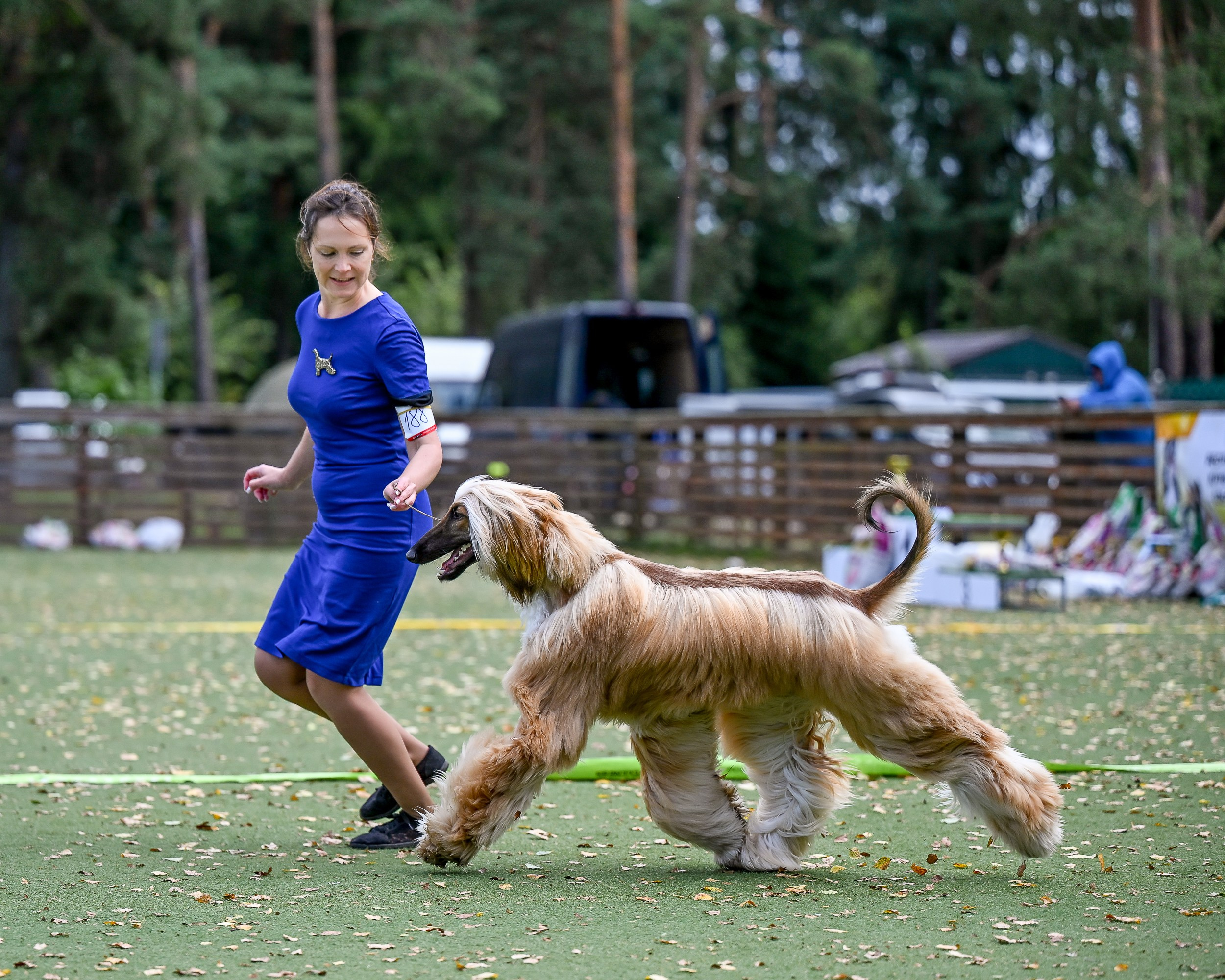 24.08.2025 Региональная выставка КОО и Республиканская выставка РКЛС. Галерея фотографий афганской борзой