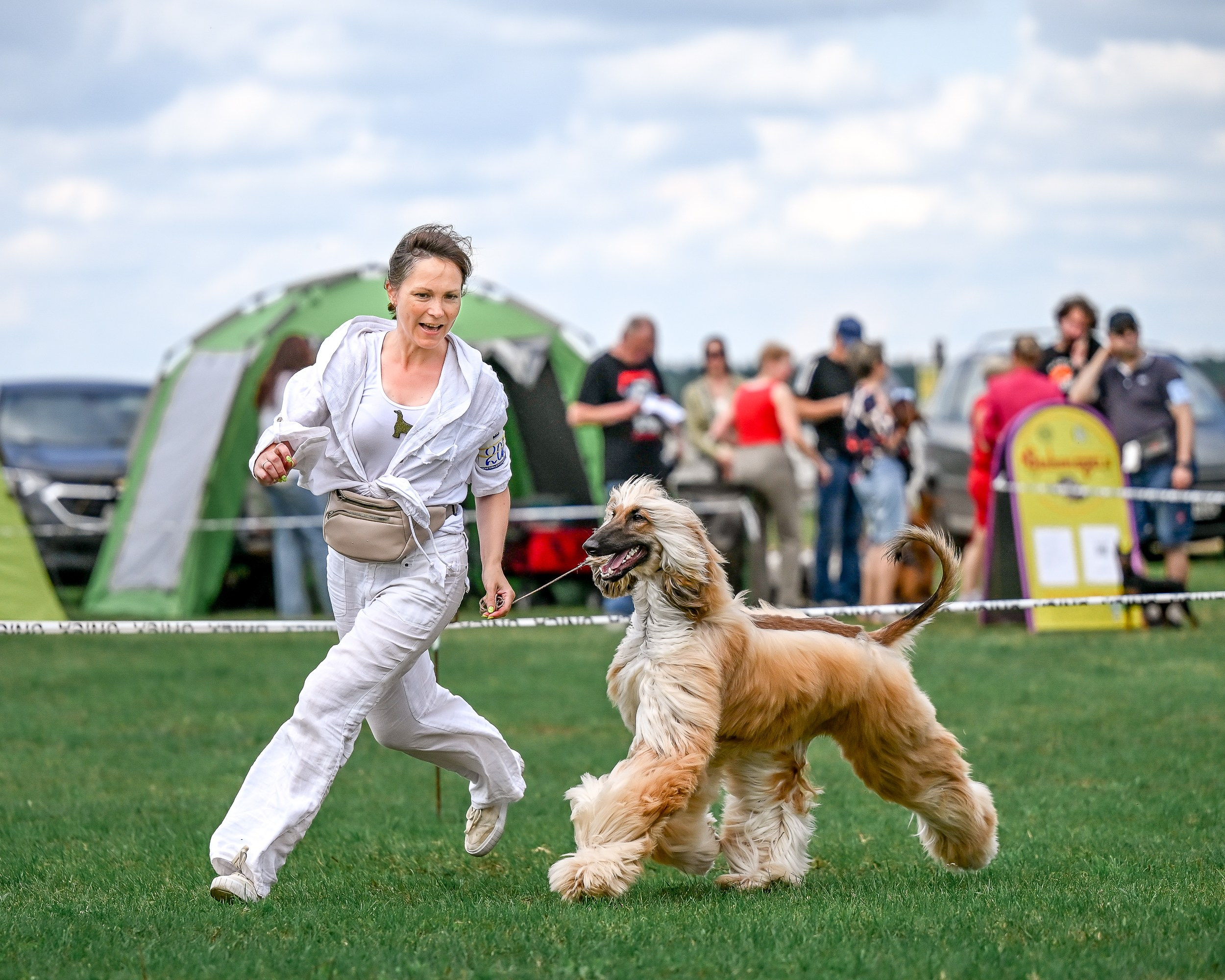 Республиканская выставка собак всех пород. Галерея фотографий афганской борзой