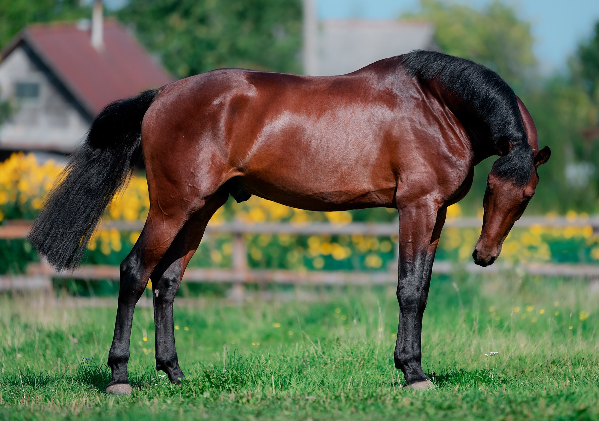 Экстерьер. Конный фотограф Alesya Safe