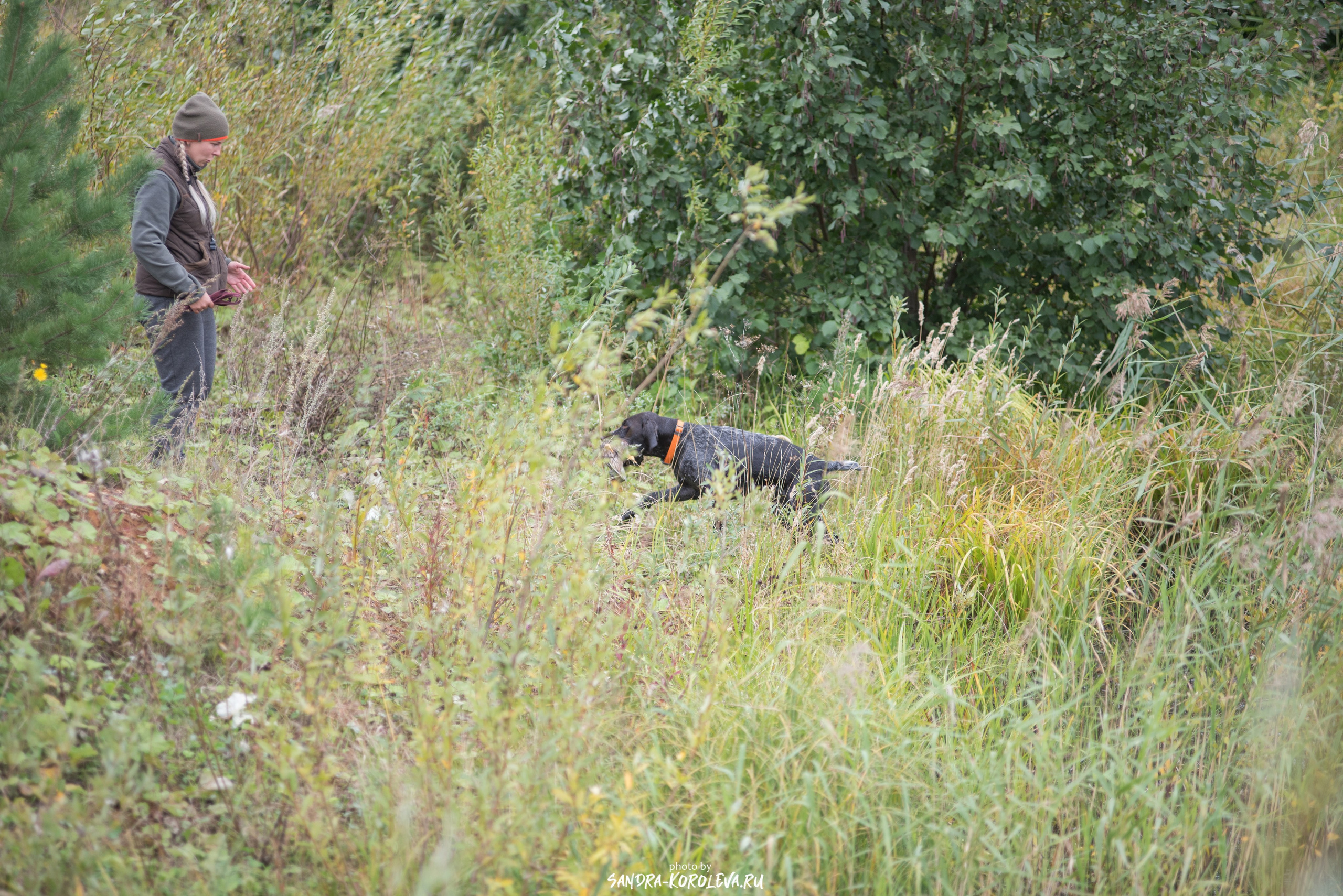 Рабочие дипломы. Главная