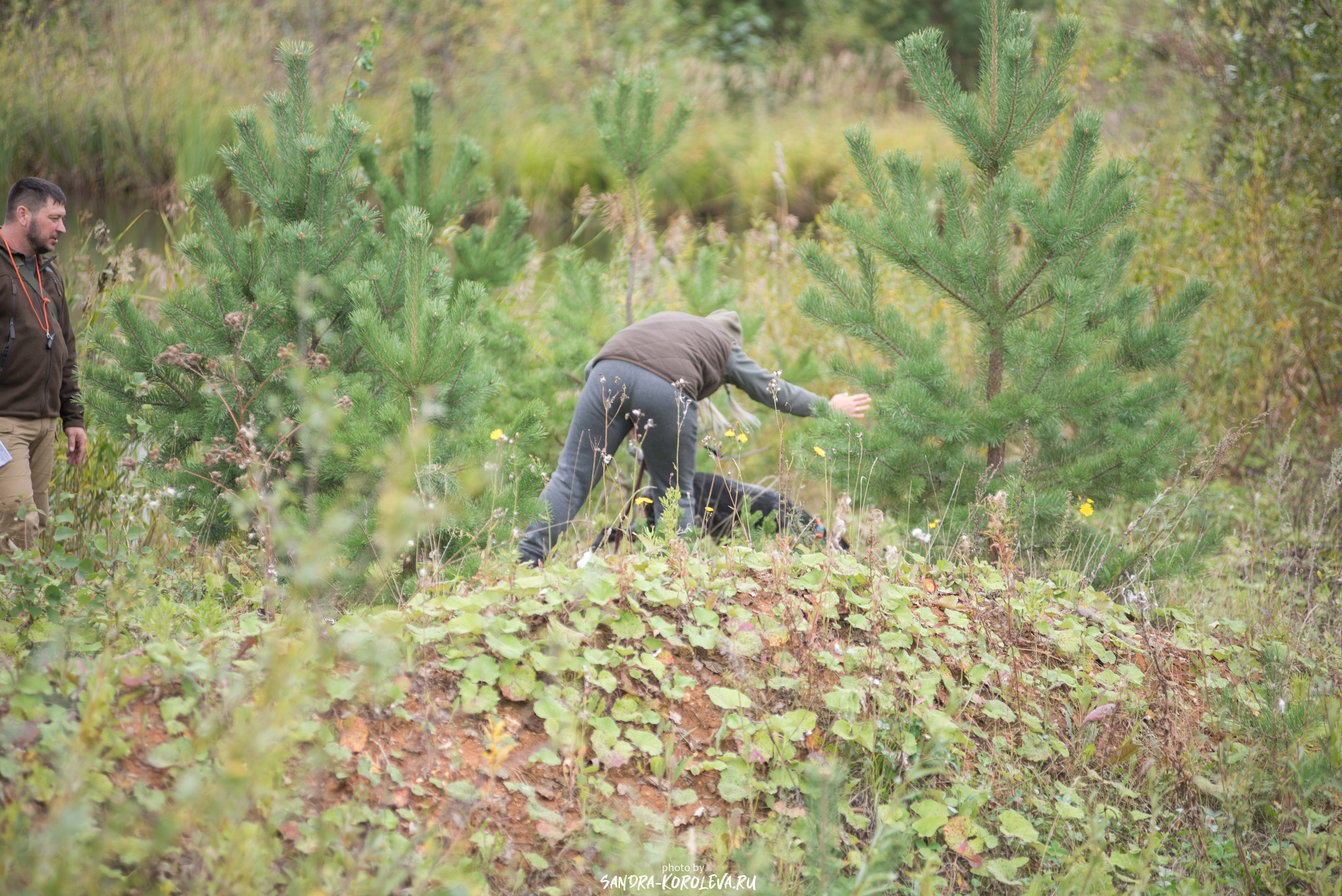 Рабочие дипломы. Главная