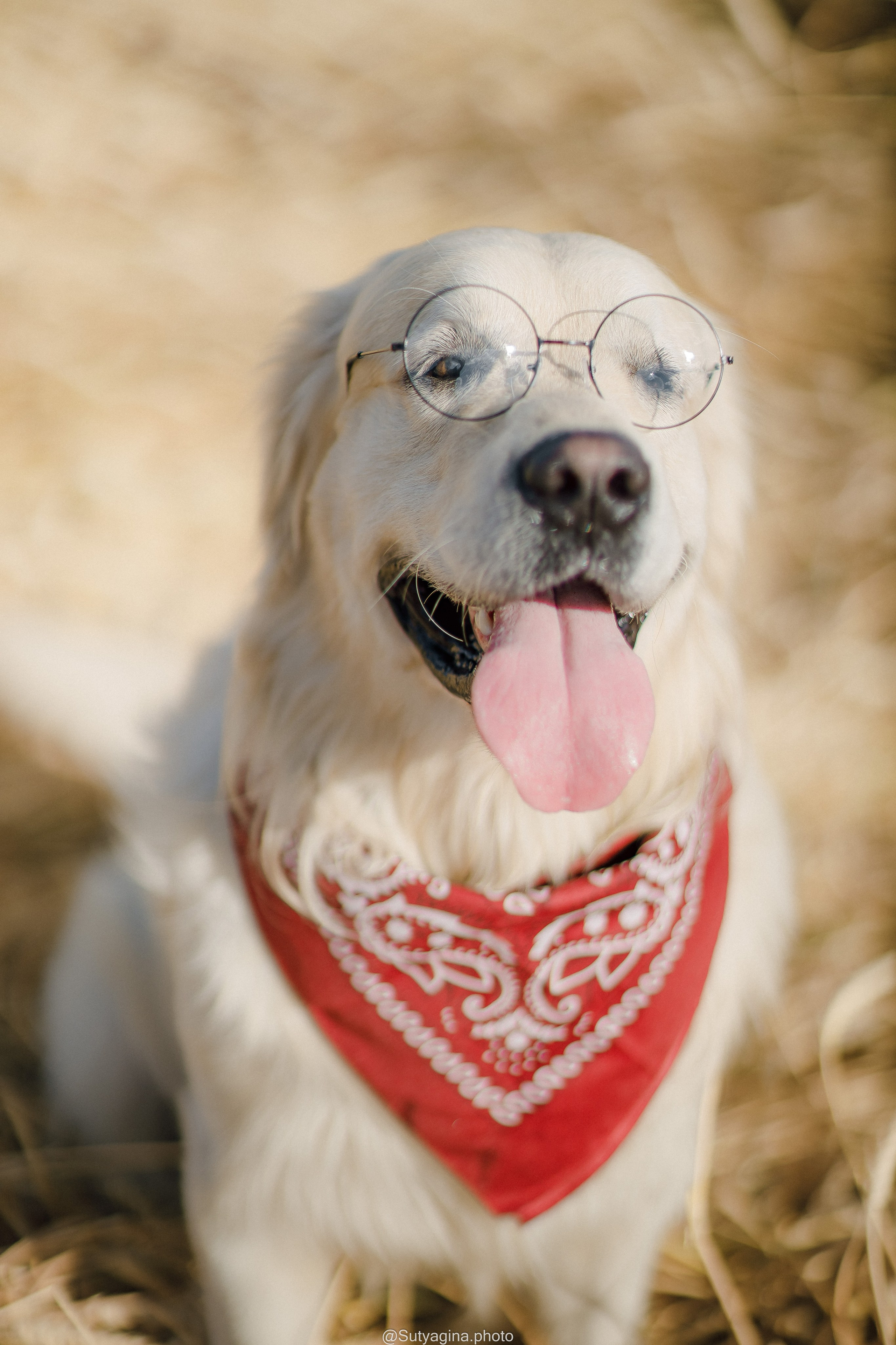 Золотистый ретривер Снежик. Свадебный и женский фотограф