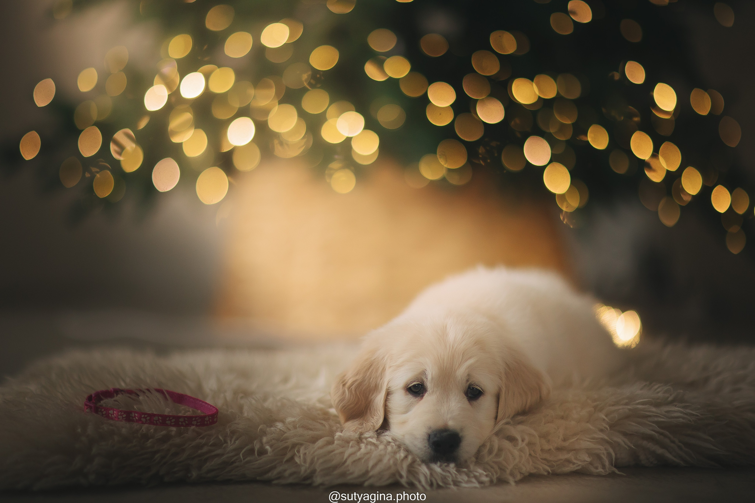 Розовый ошейник. Свадебный и женский фотограф