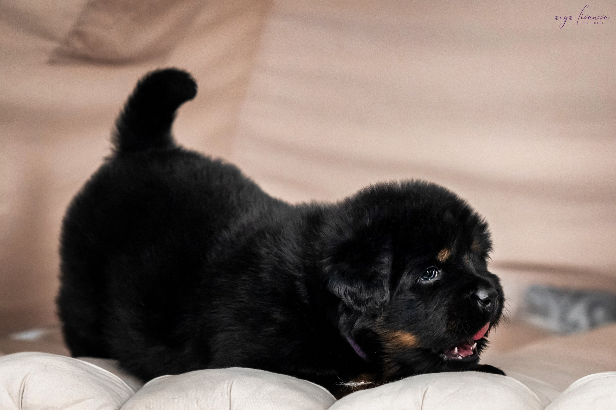 Тибеты. Фотограф анималист Аня Ливанова | Рыбинск