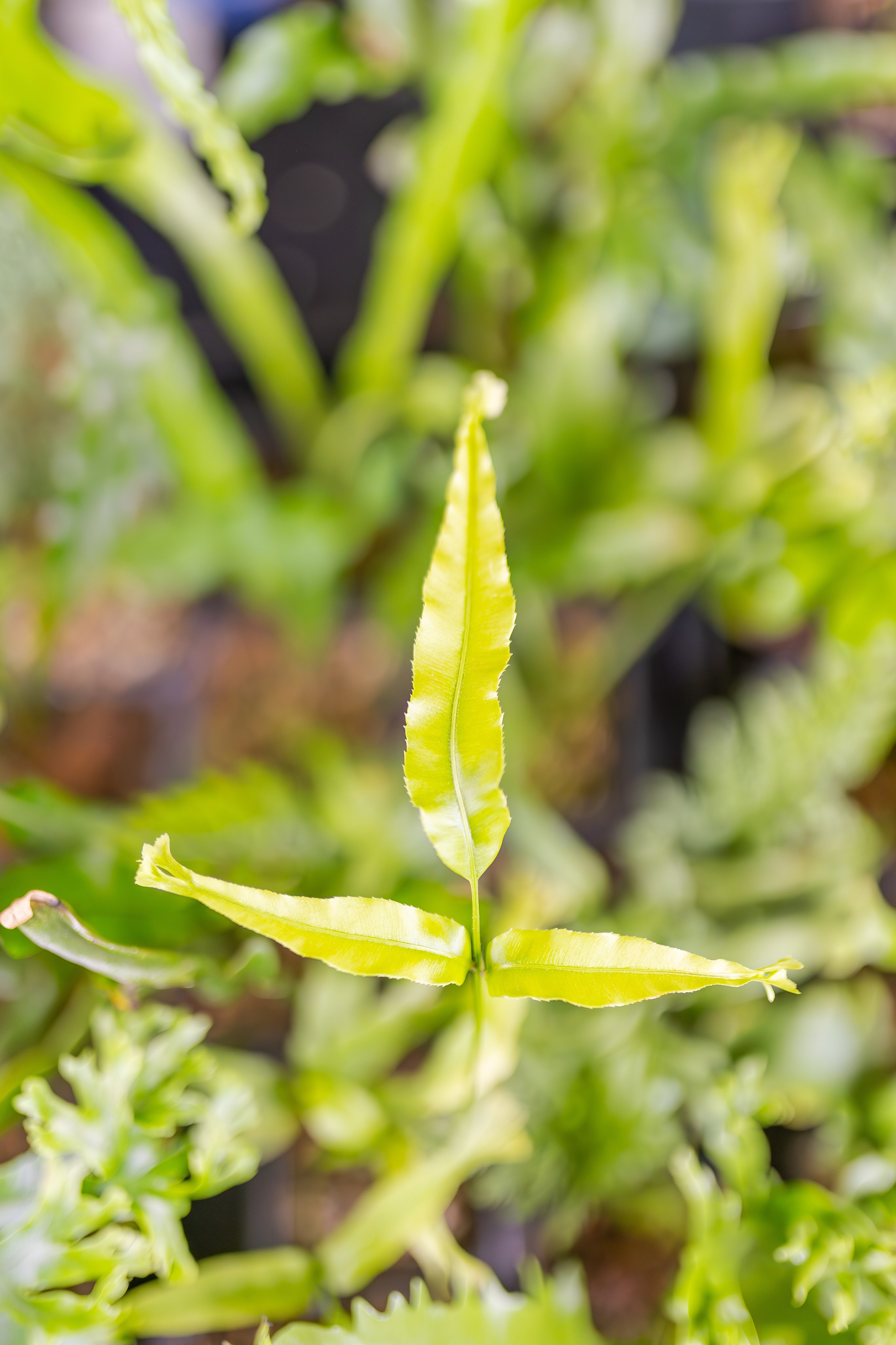 Монстериум апрель 2026. Александра Куликова фотограф, Москва