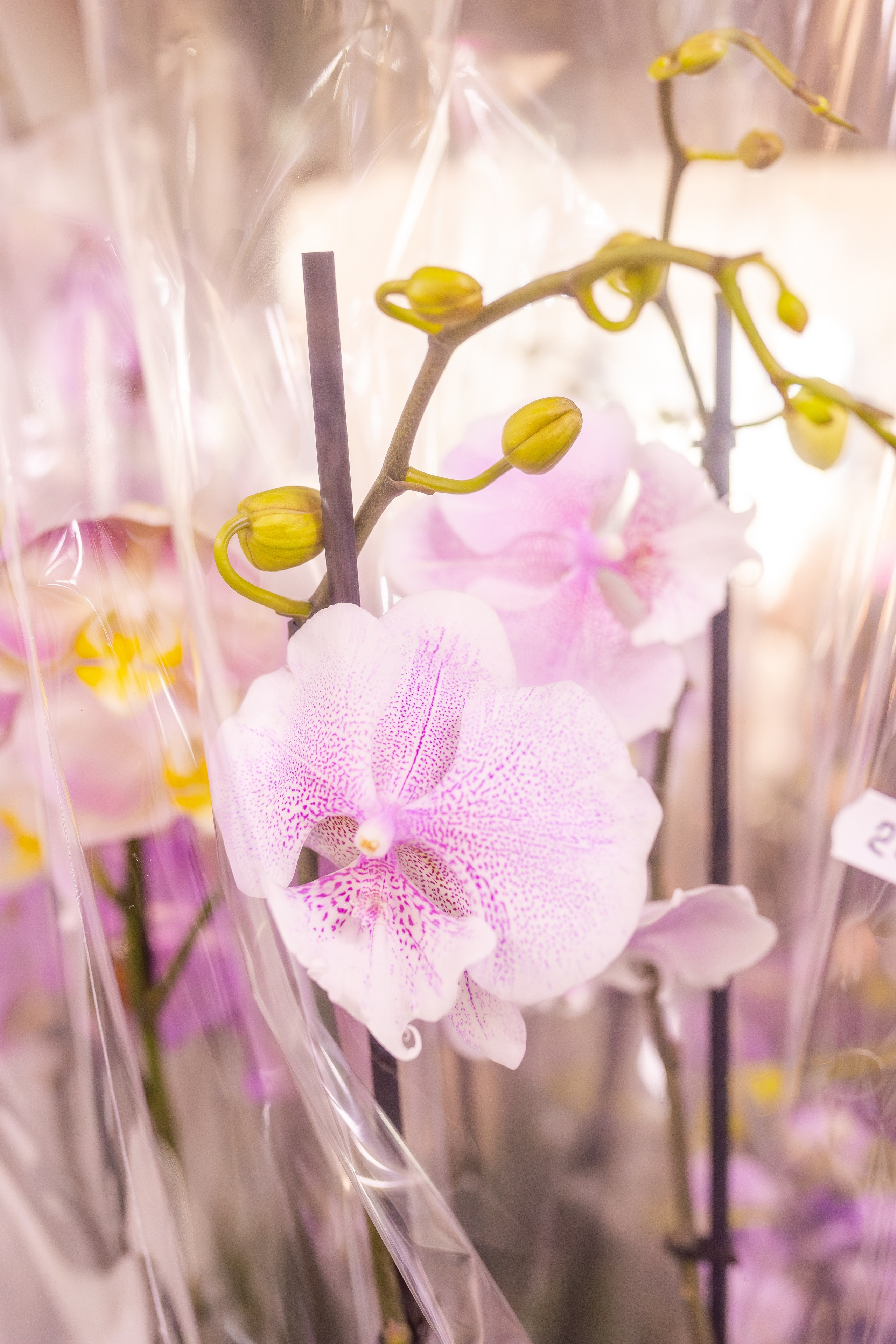 Орхидиум сентябрь 2025. Александра Куликова фотограф, Москва