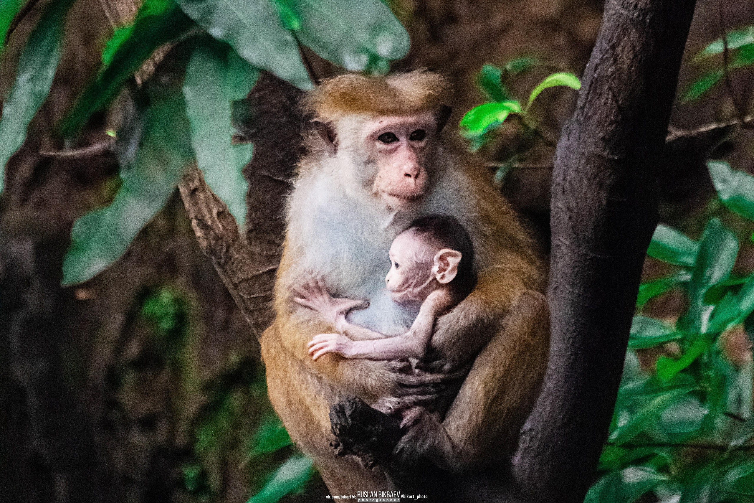 ШРИ-ЛАНКА 2025 / SRI LANKA 2025. Главная