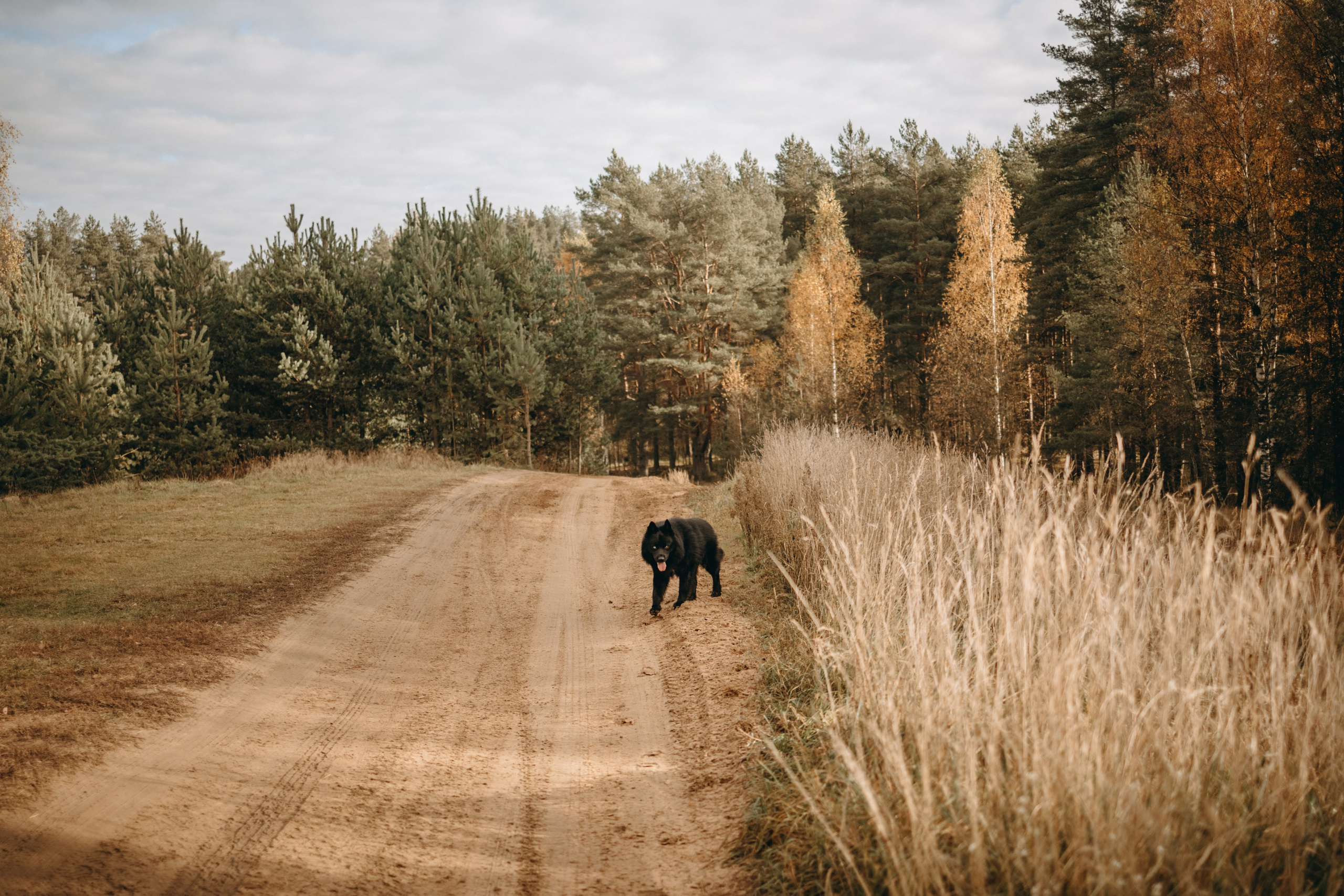 Лора и Джанго. Фотограф — Анималист | Санкт-Петербург
