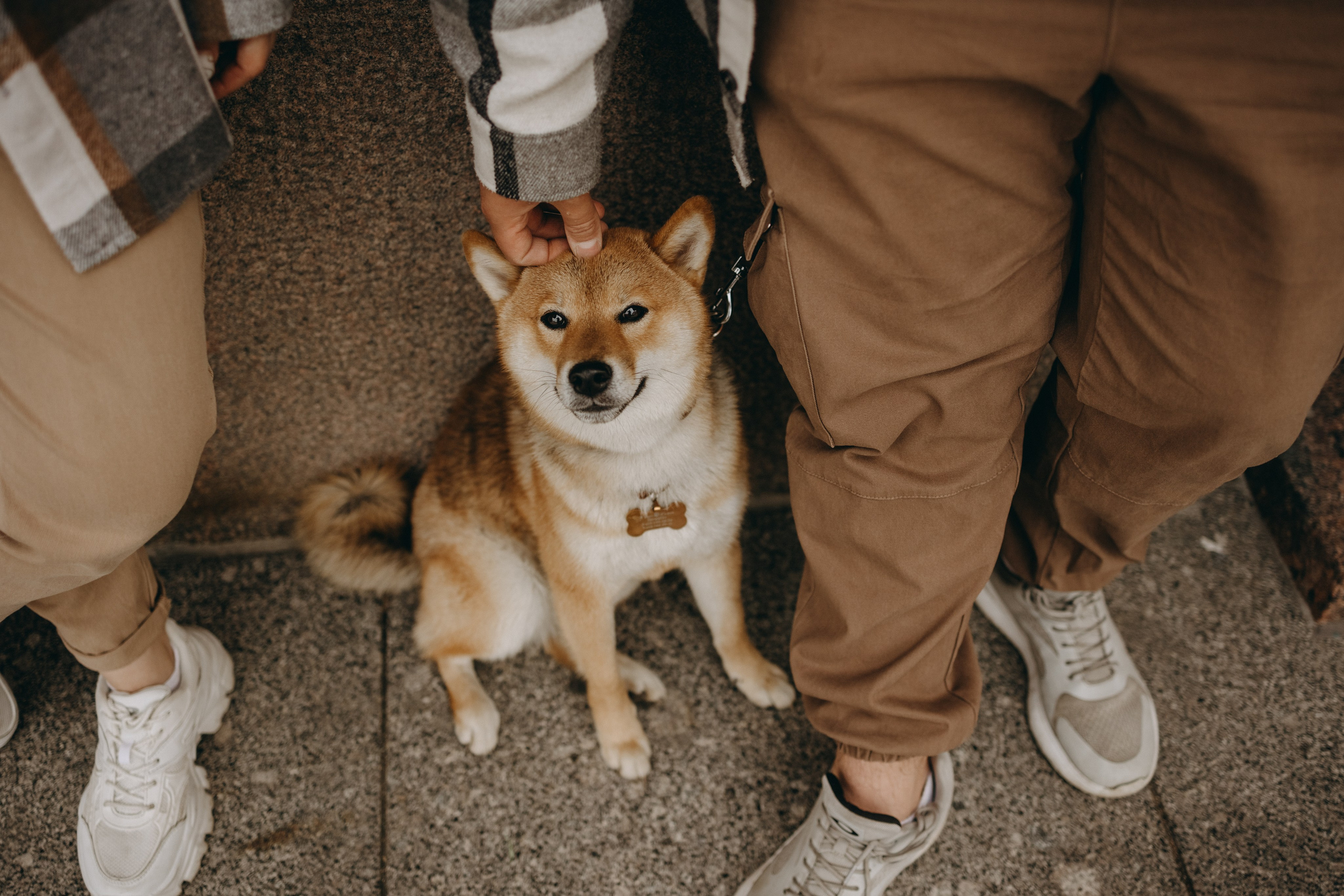 Сириус и его семья. Фотограф — Анималист | Санкт-Петербург