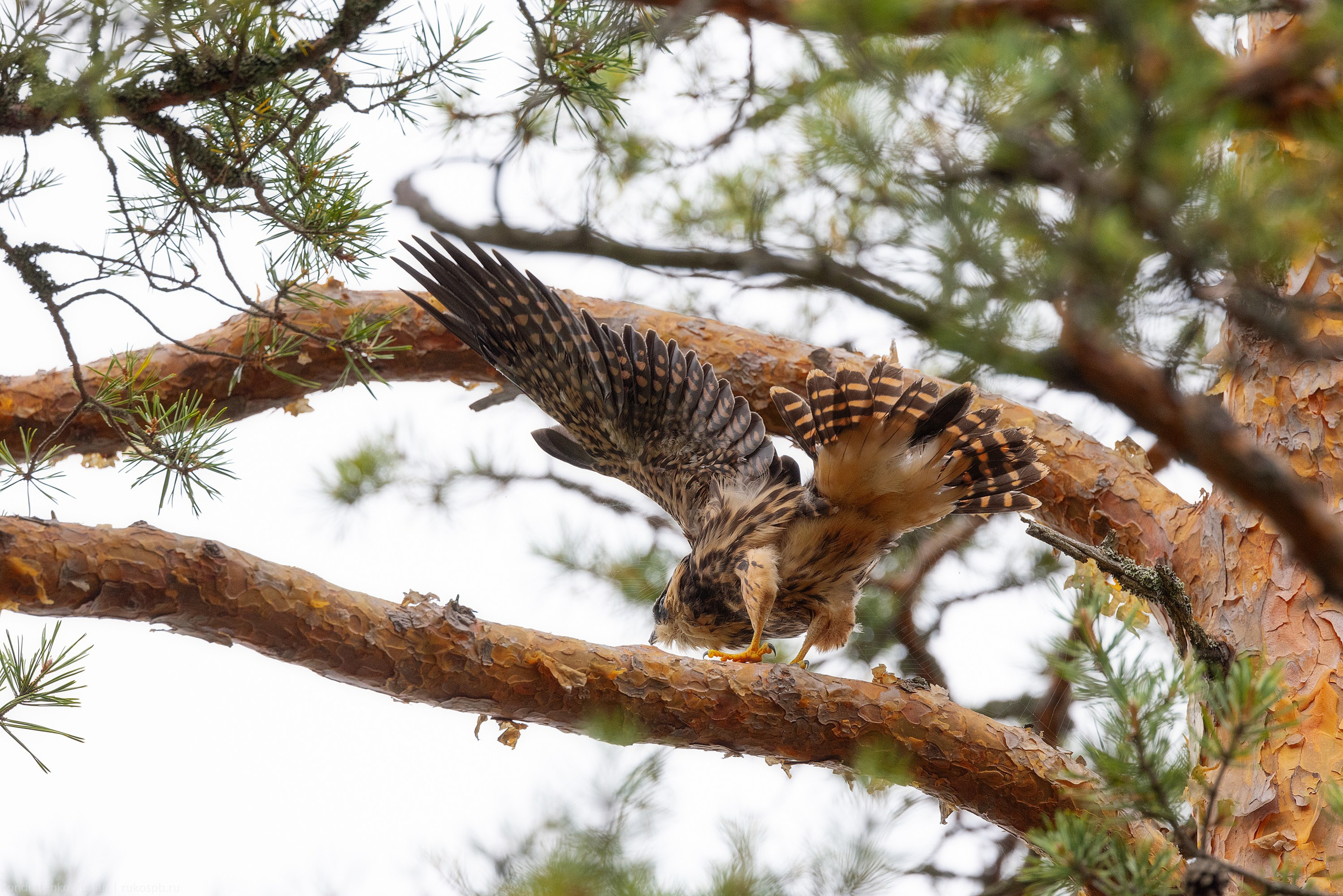 Чеглок. Архитектурный и пейзажный фотограф Кондратенко Руслан, Санкт-Петербург