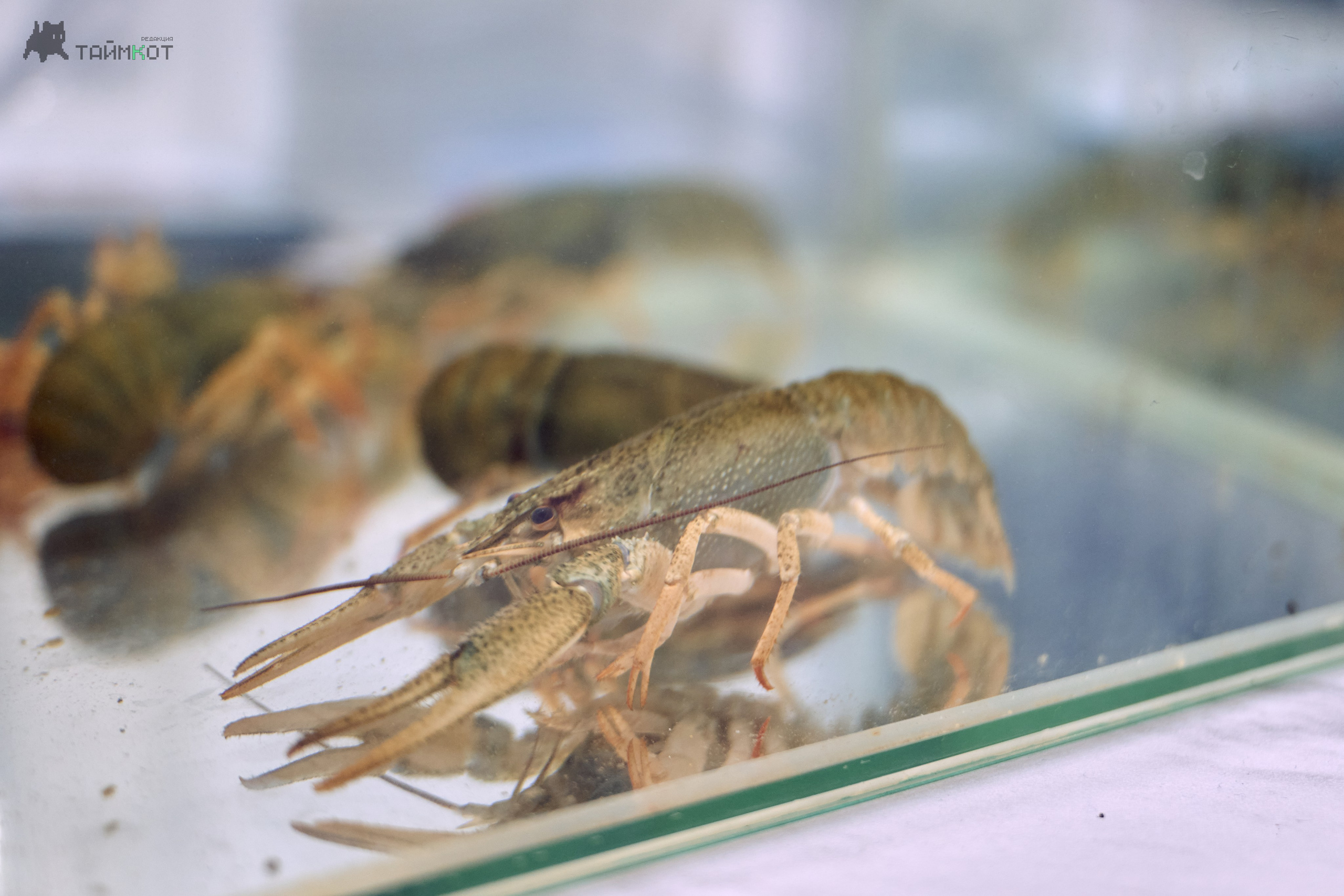 Майские 2025. Профессиональный репортажный фотограф Инесса Иминова