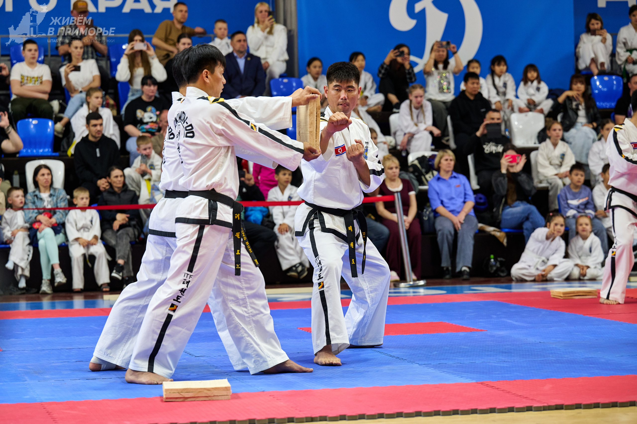 Кубок губернатора по тхэквондо. Профессиональный репортажный фотограф Инесса Иминова