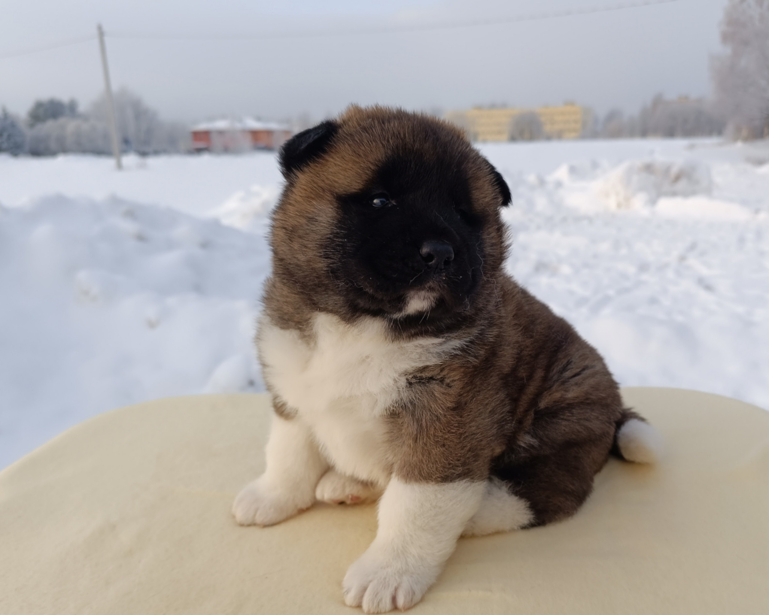 Rubylight Cirrus. Американская акита I Сиба ину I Питомник RUBYLIGHT