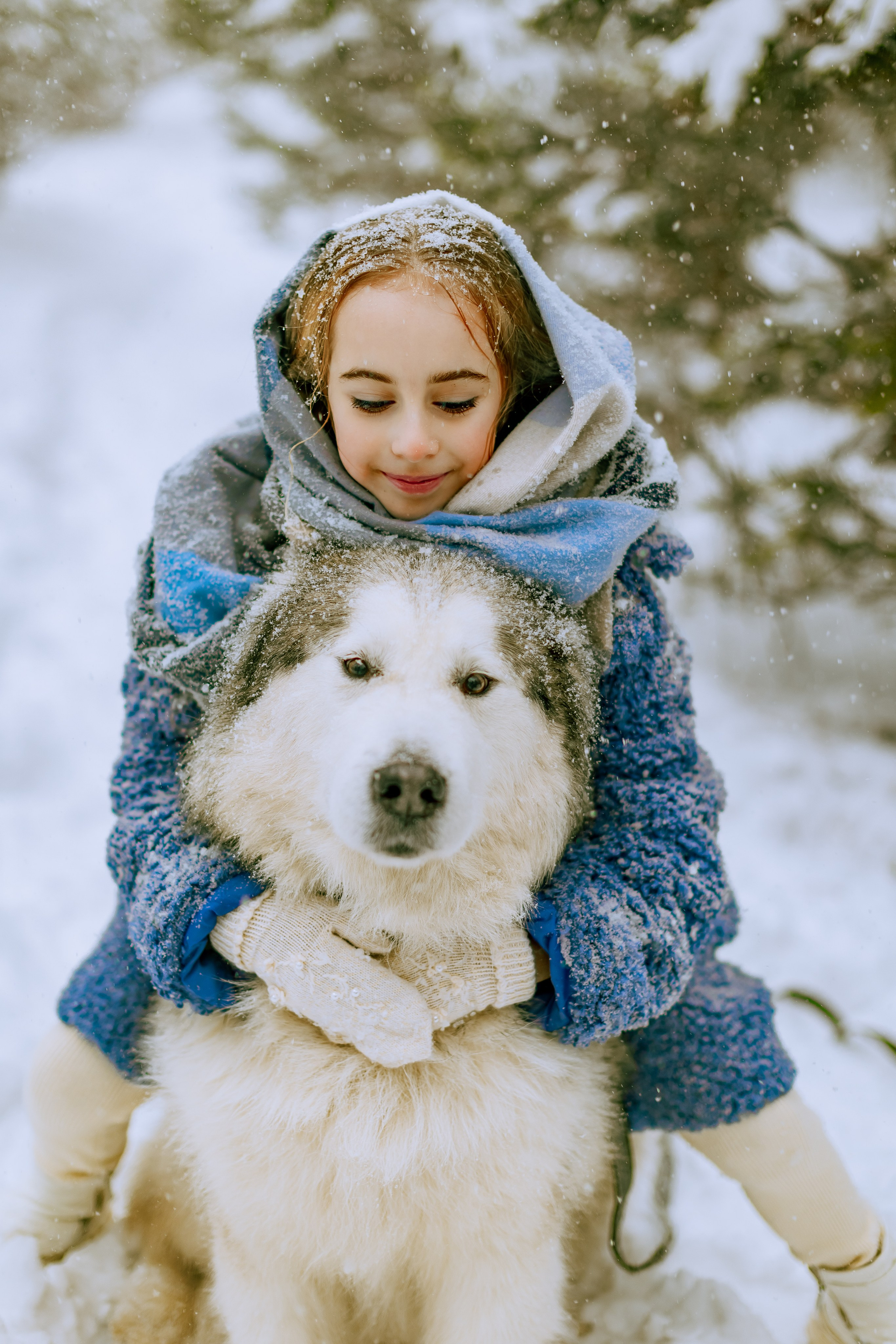 София и аляскинский маламут. Фото и видео Москва, Московский. Свадебный фотограф, видеограф, фотосессии, видеосъемка