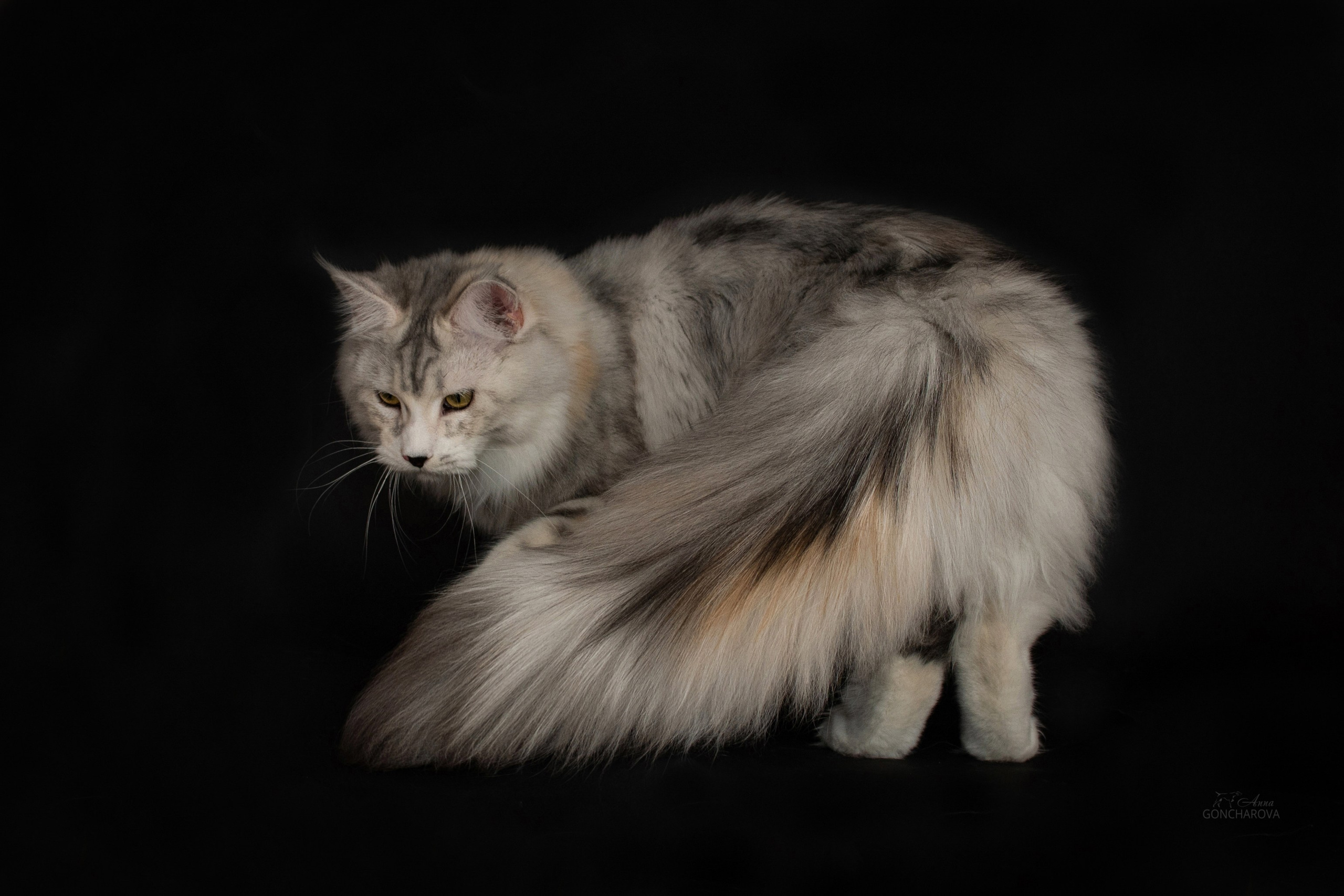 Фотограф анималист в Ростове I Гончарова Анна