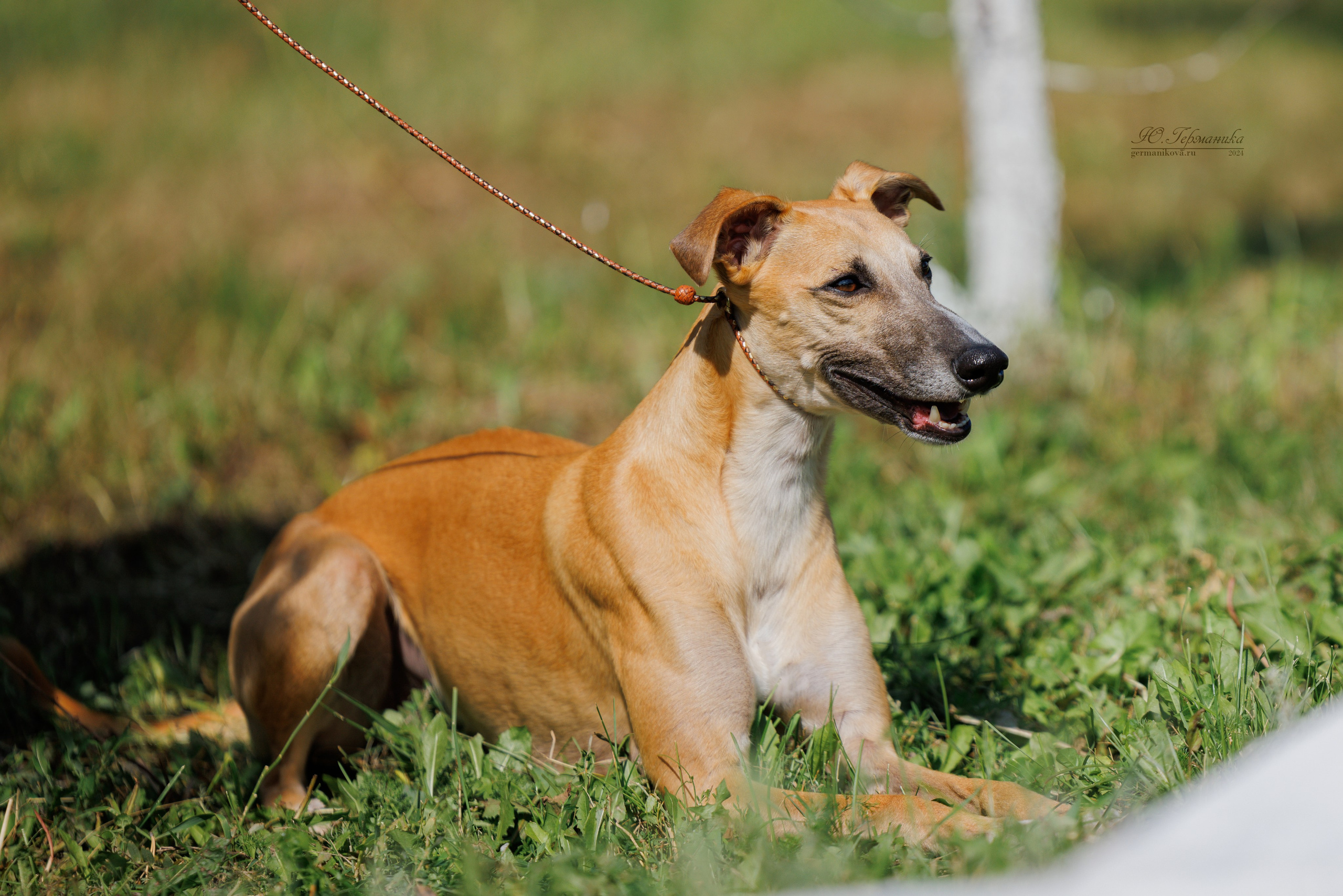 Астана 2хCACIB 17-18.08.2024. Фотограф-анималист Юлия Германика