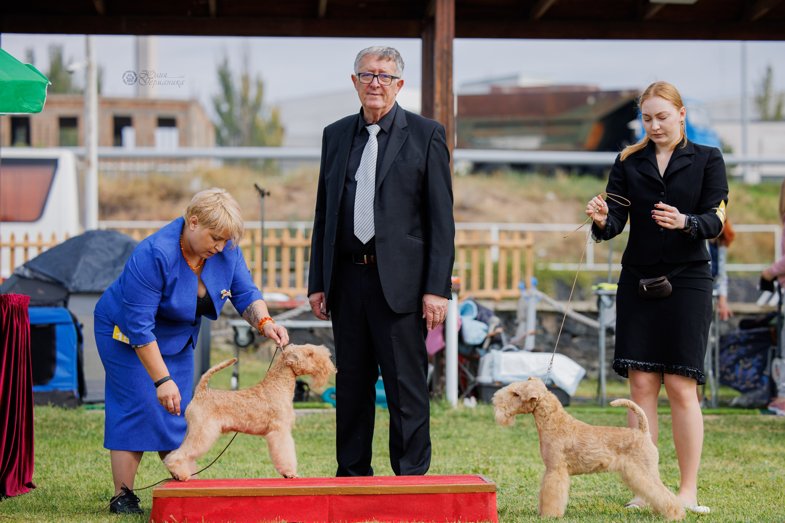 Армения,Ереван 3хCACIB 15-17.10.2024. Фотограф-анималист Юлия Германика