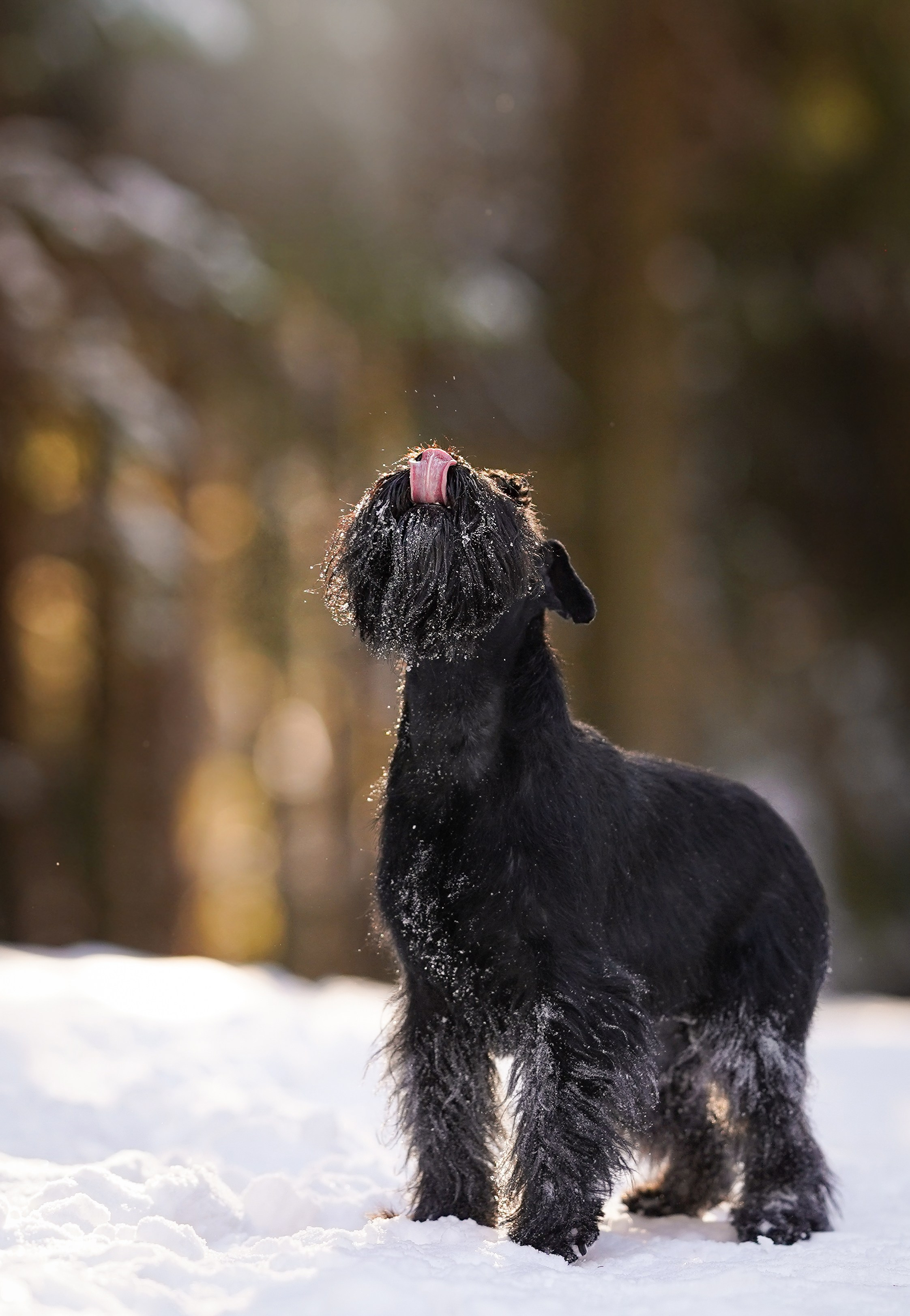Настя Энзо и Мия. Фотограф-анималист в Санкт-Петербурге Яна Мартынова