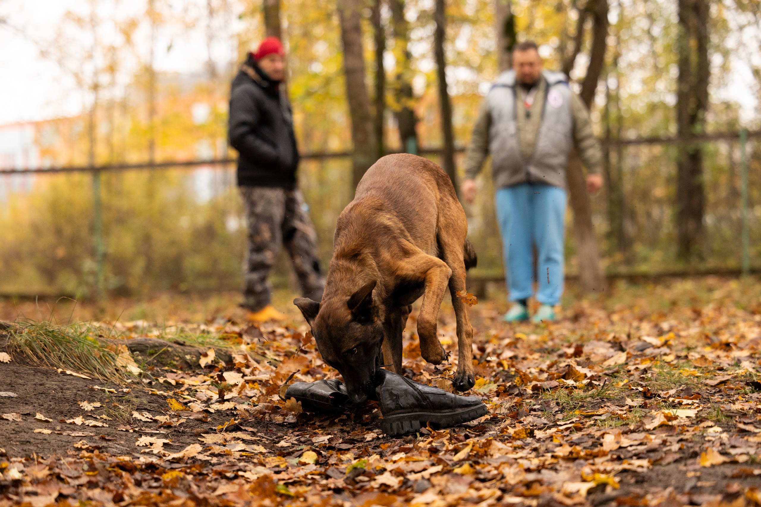 Соревнования по Мондьорингу г. Вологда. Фотограф-анималист Анна Маринич