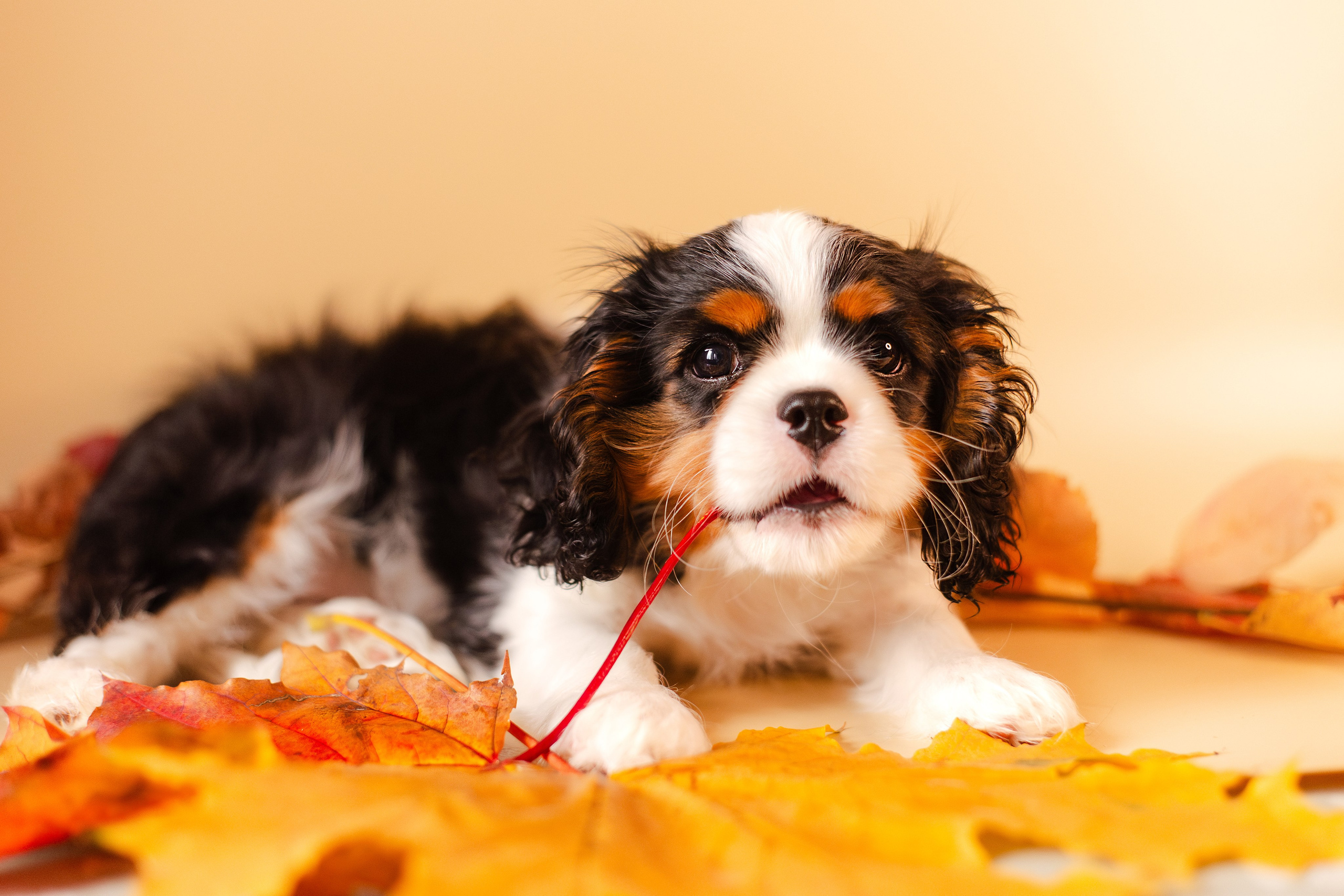 Жанна и кавалеры. Фотограф-анималист Мария Баркевич | Москва
