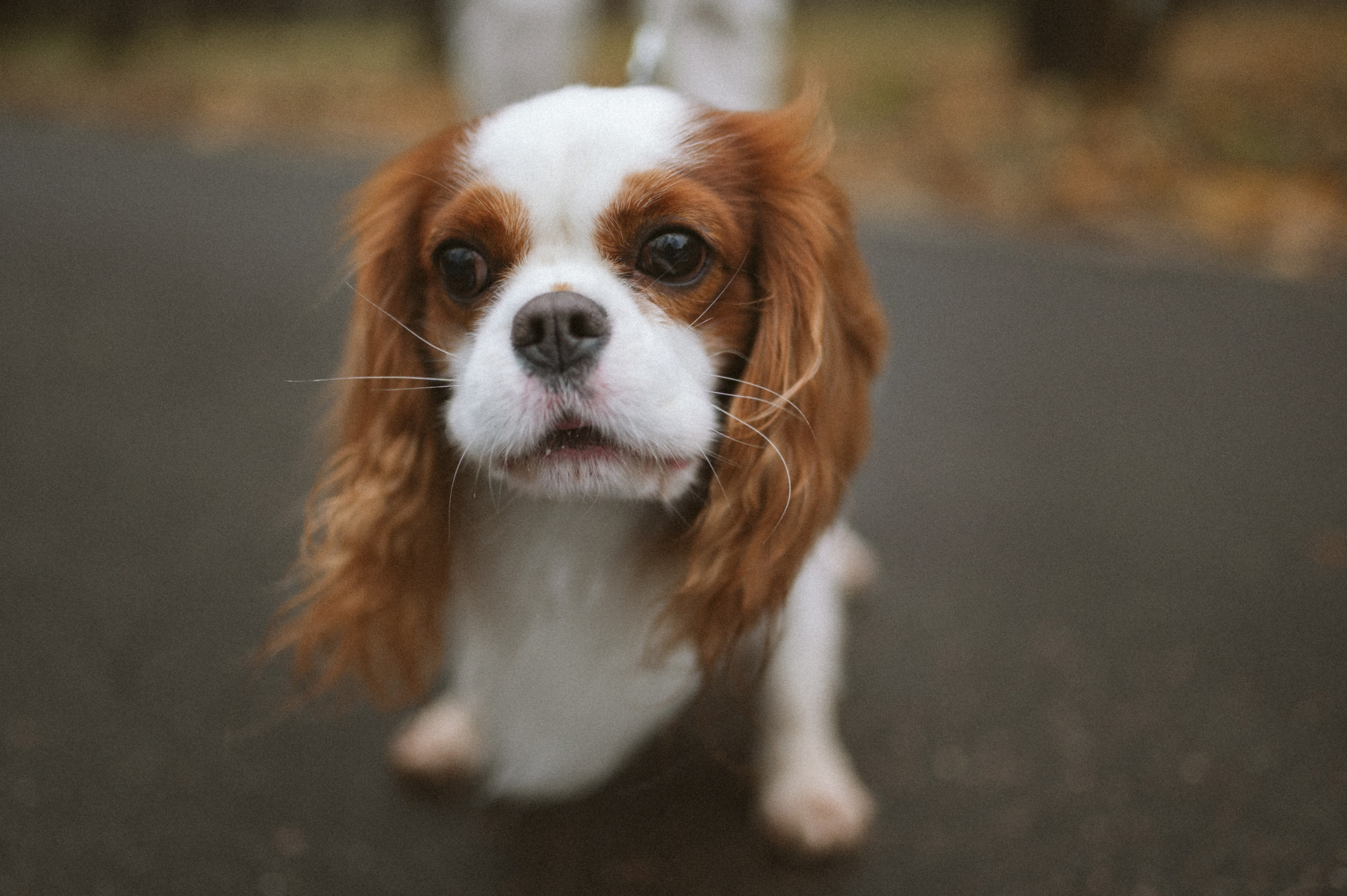 Настя и Тэйлор. Фотограф анималист в Москве Ольга Агушева