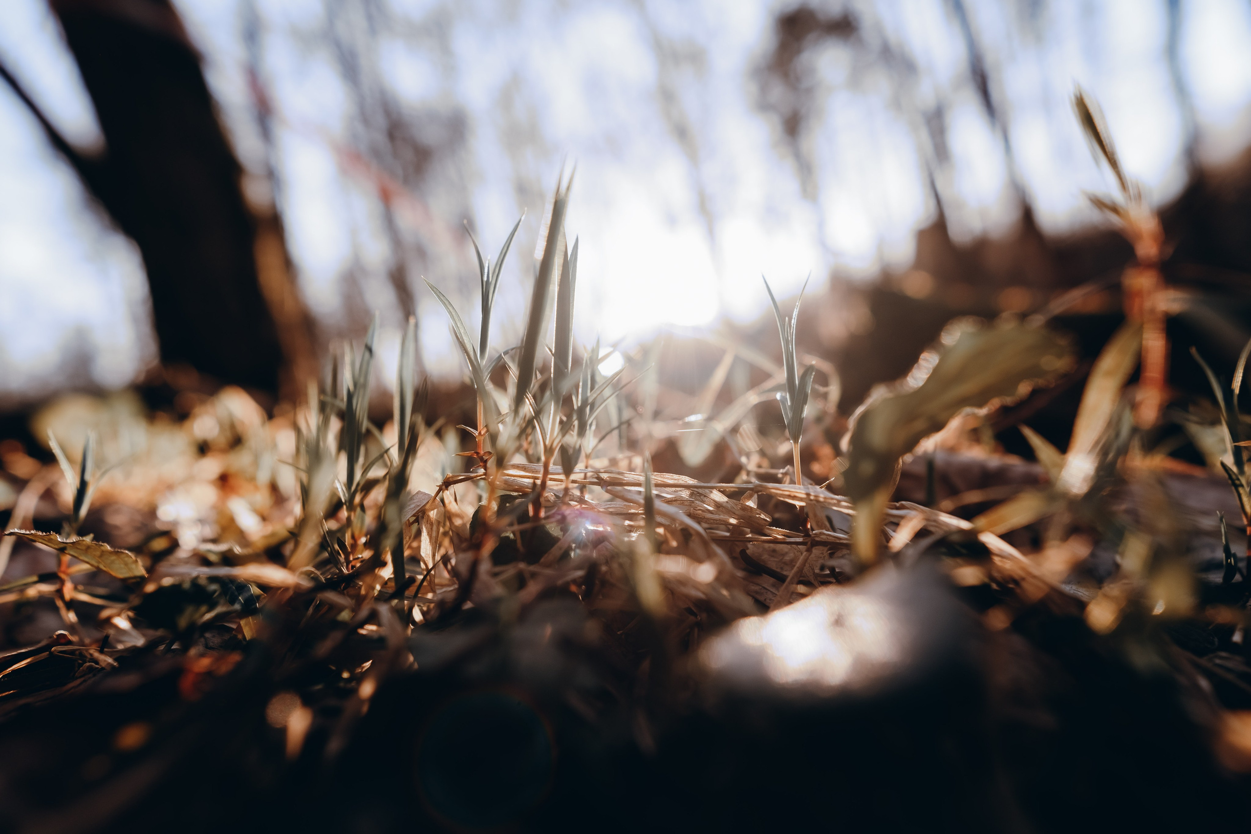 Стражи Огня: «Туманный Альбион» | Грани Миров. Фотограф Аннё| Москва