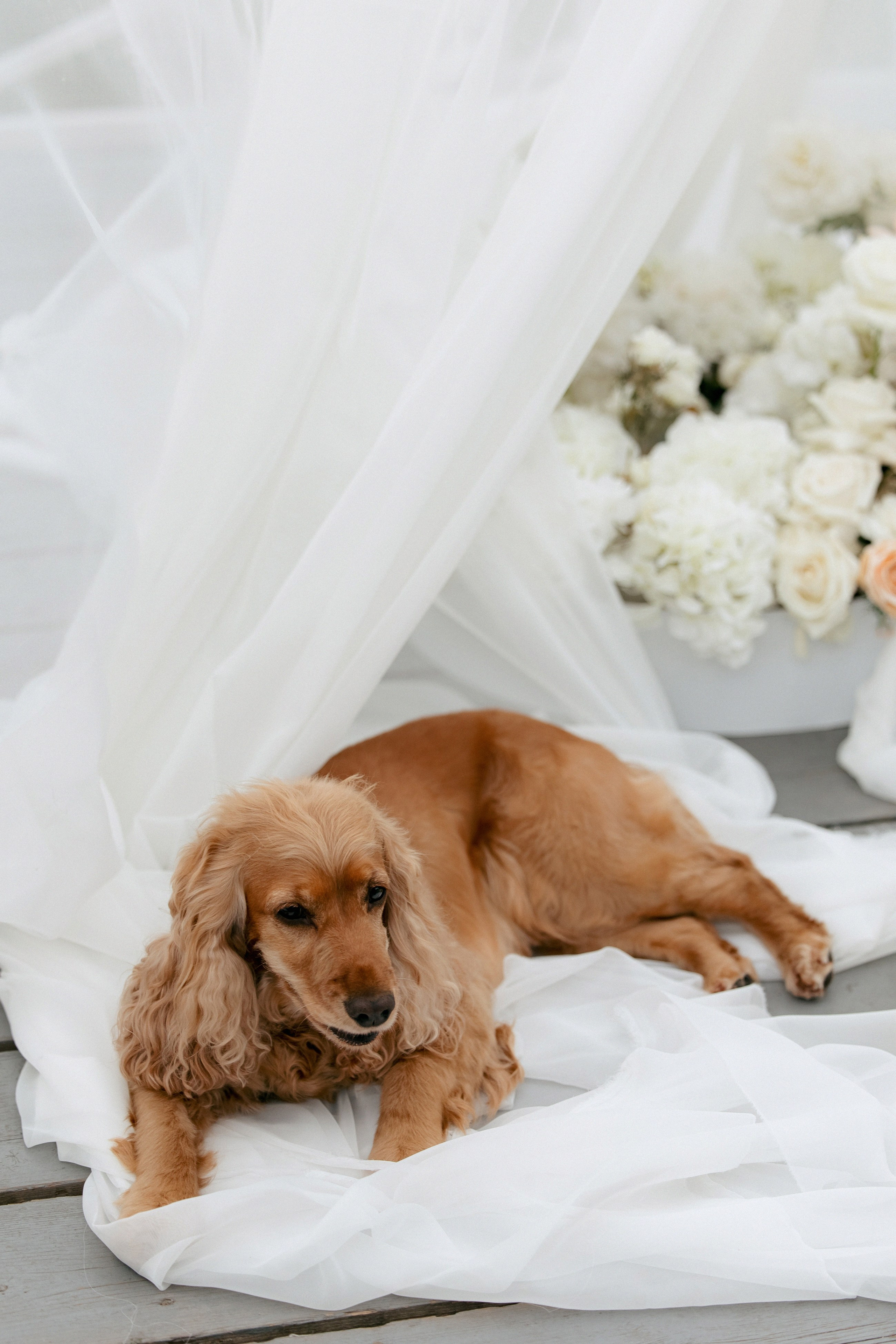 Свадебная фотосессия Настя, Макс и Карюша. Свадебный фотограф Москва