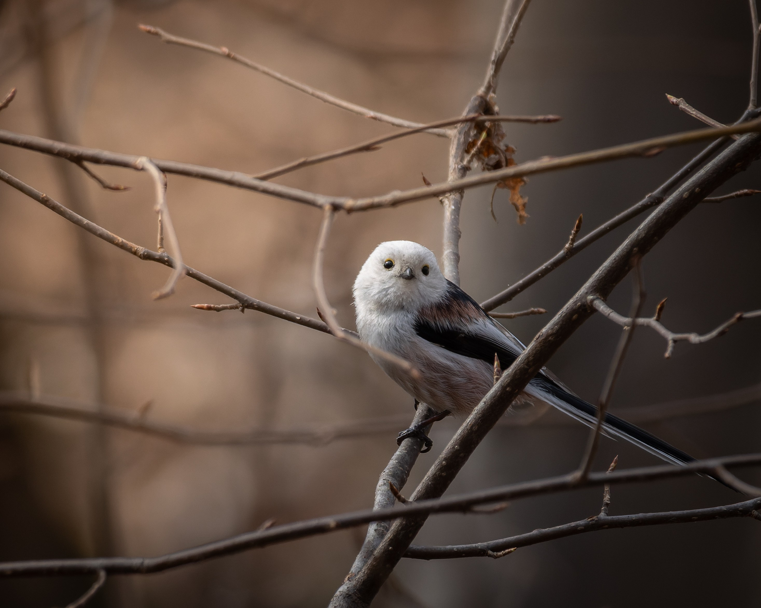 Voronezh 2025. Anton Chernov | Wildlife photographer