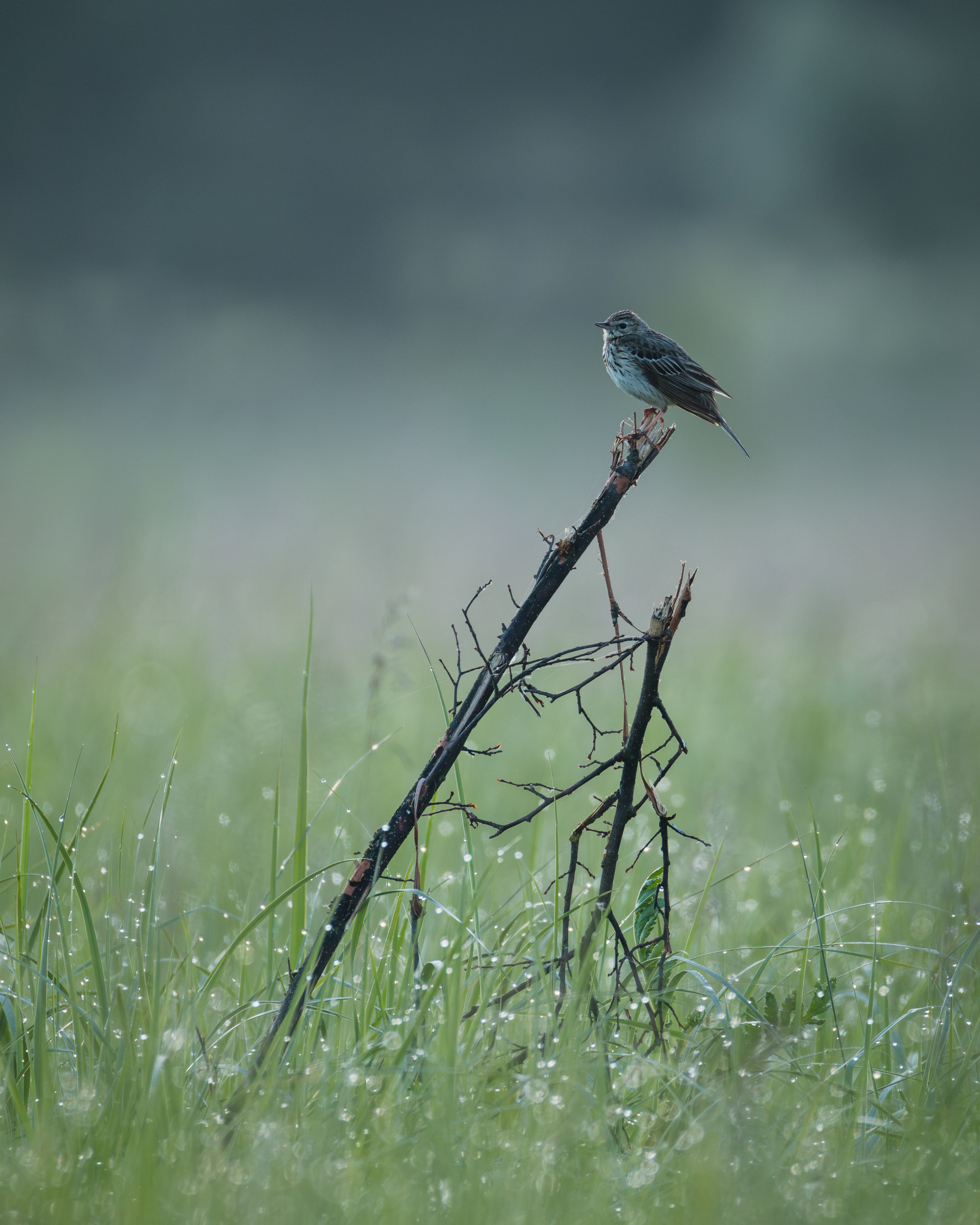 Voronezh 2026. Anton Chernov | Wildlife photographer