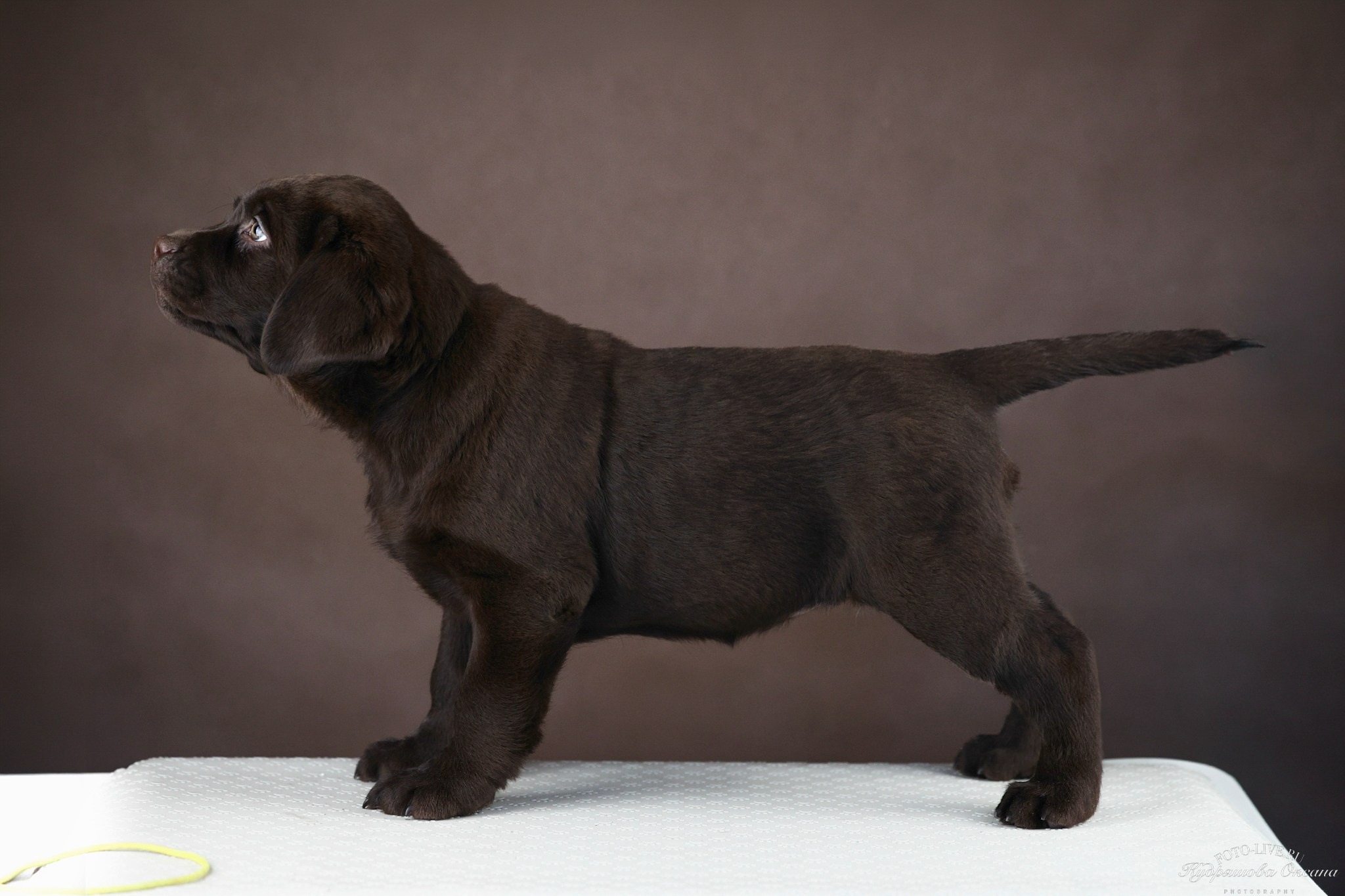 Лабрадоры. Фотограф 📸 анималист, предметный, репортажный