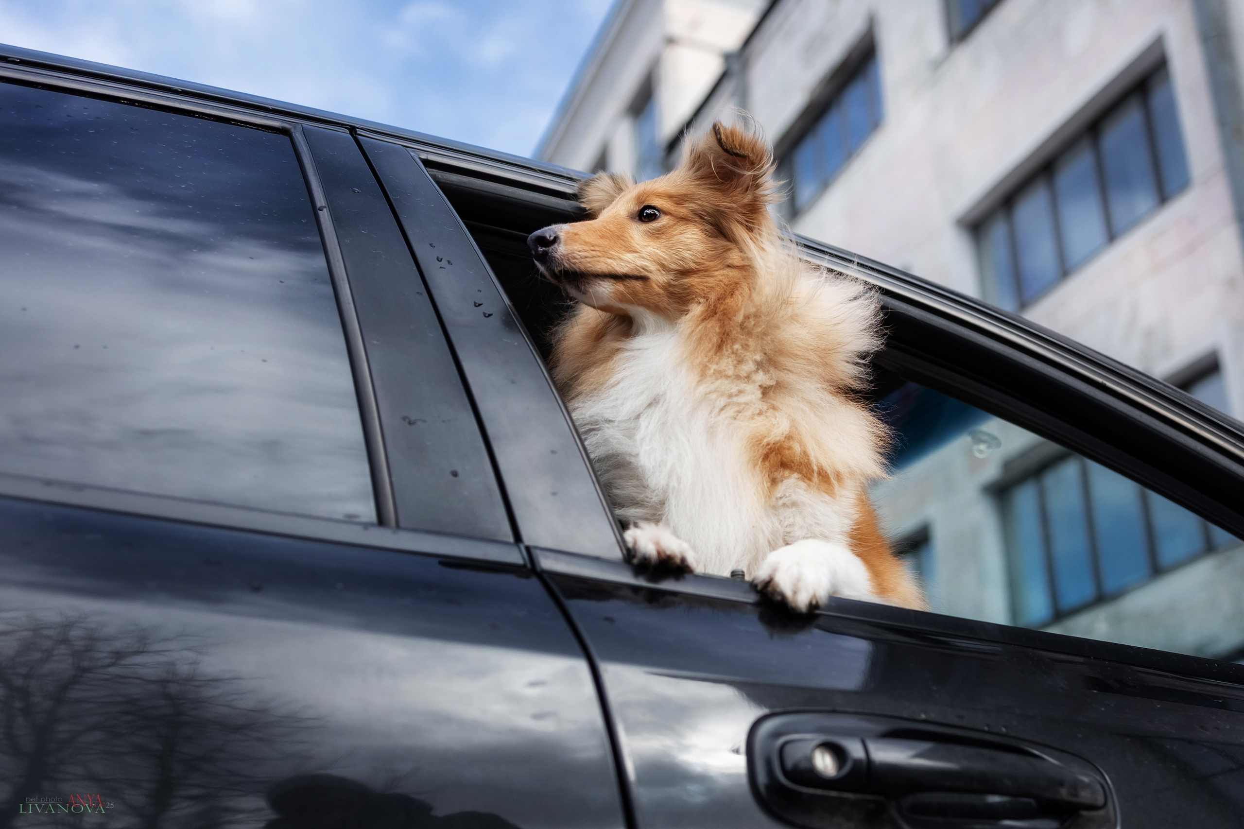 Ника. Фотограф анималист Аня Ливанова | Рыбинск