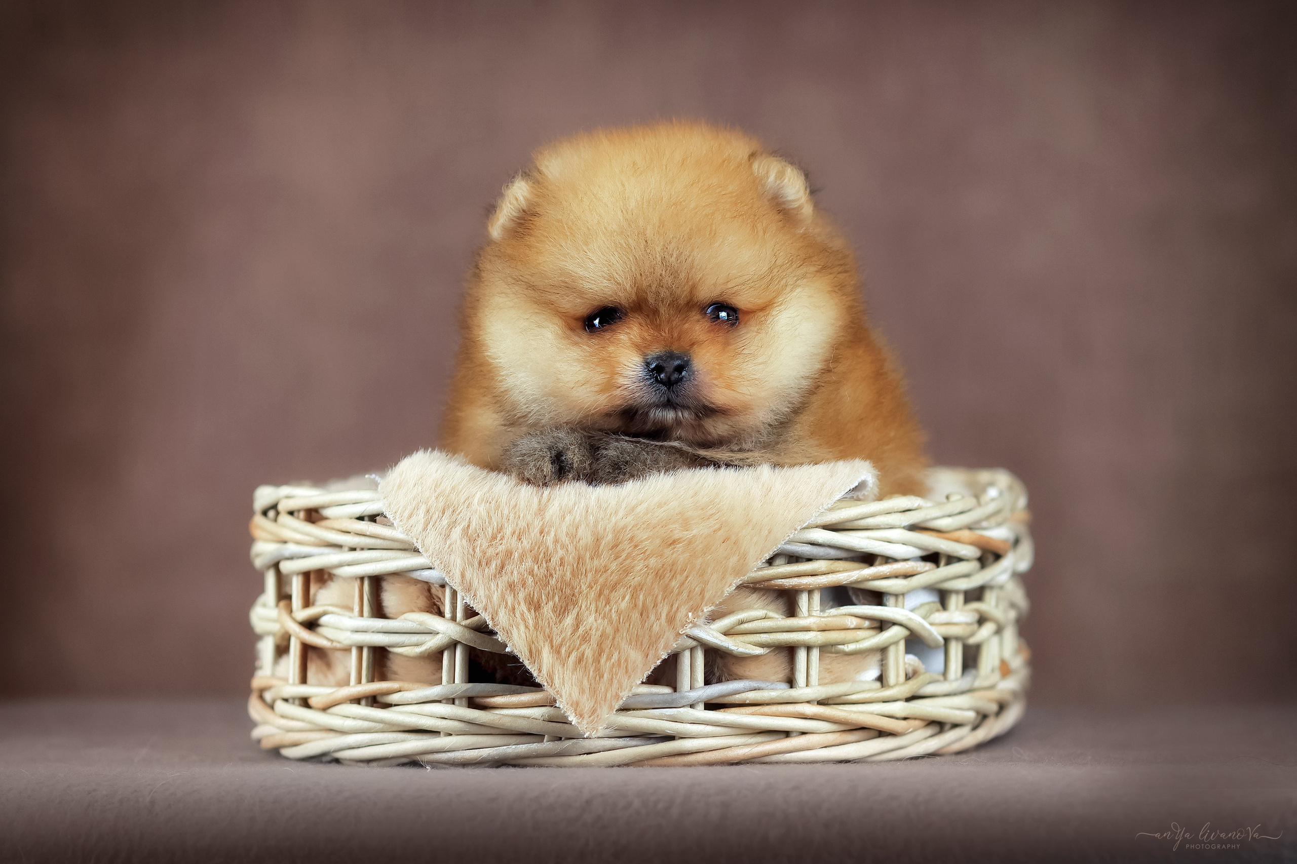 Шпицули. Фотограф анималист Аня Ливанова | Рыбинск