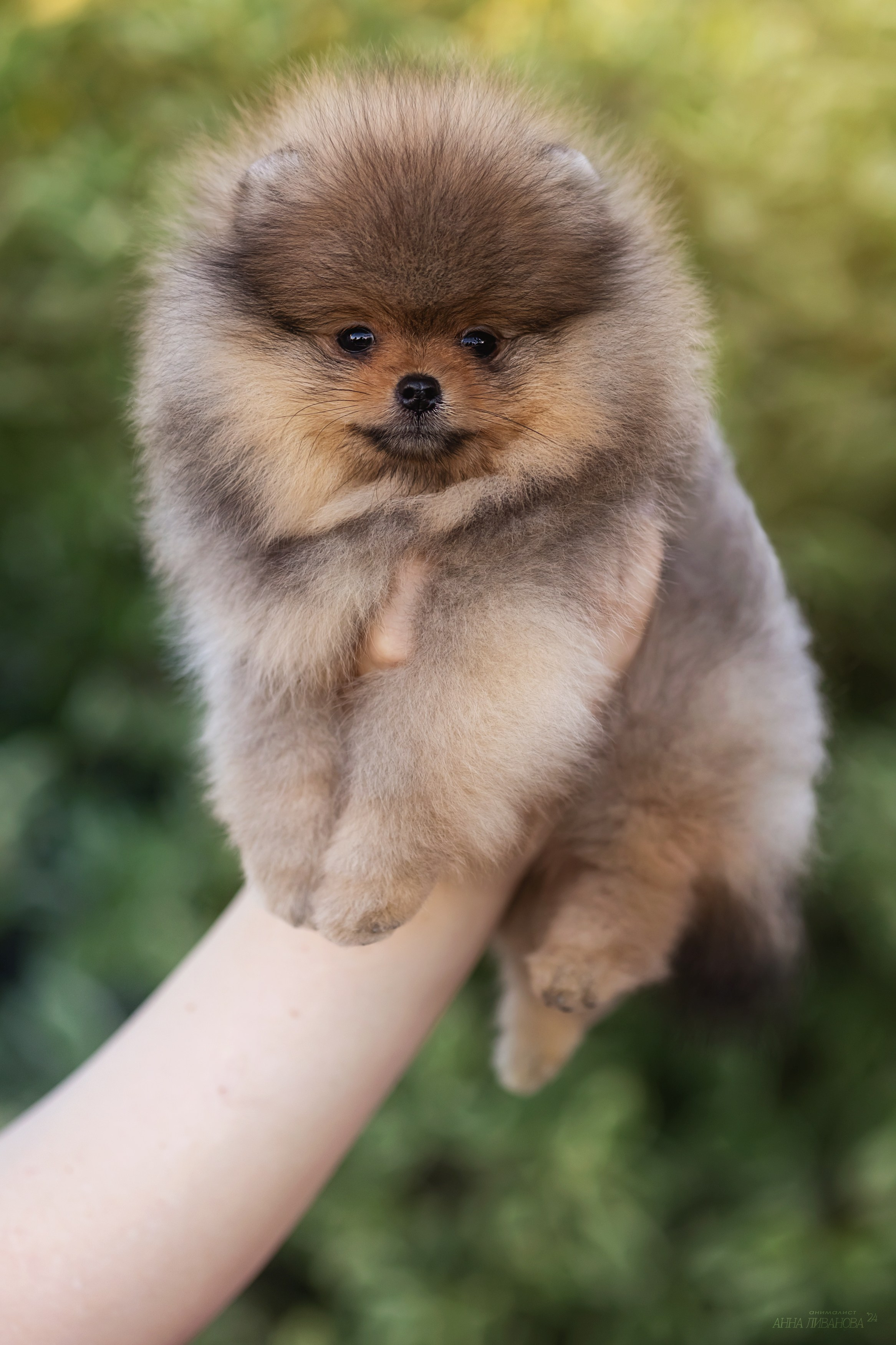 Шпицулики. Фотограф анималист Аня Ливанова | Рыбинск