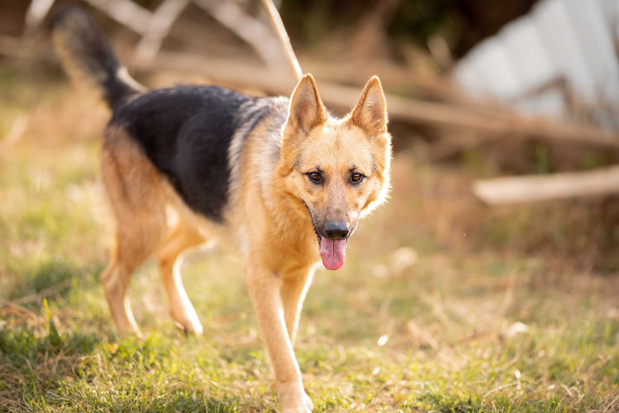 Приют Бим. Ирина Голомб|Фотограф-анималист в  Сочи и Калининграде