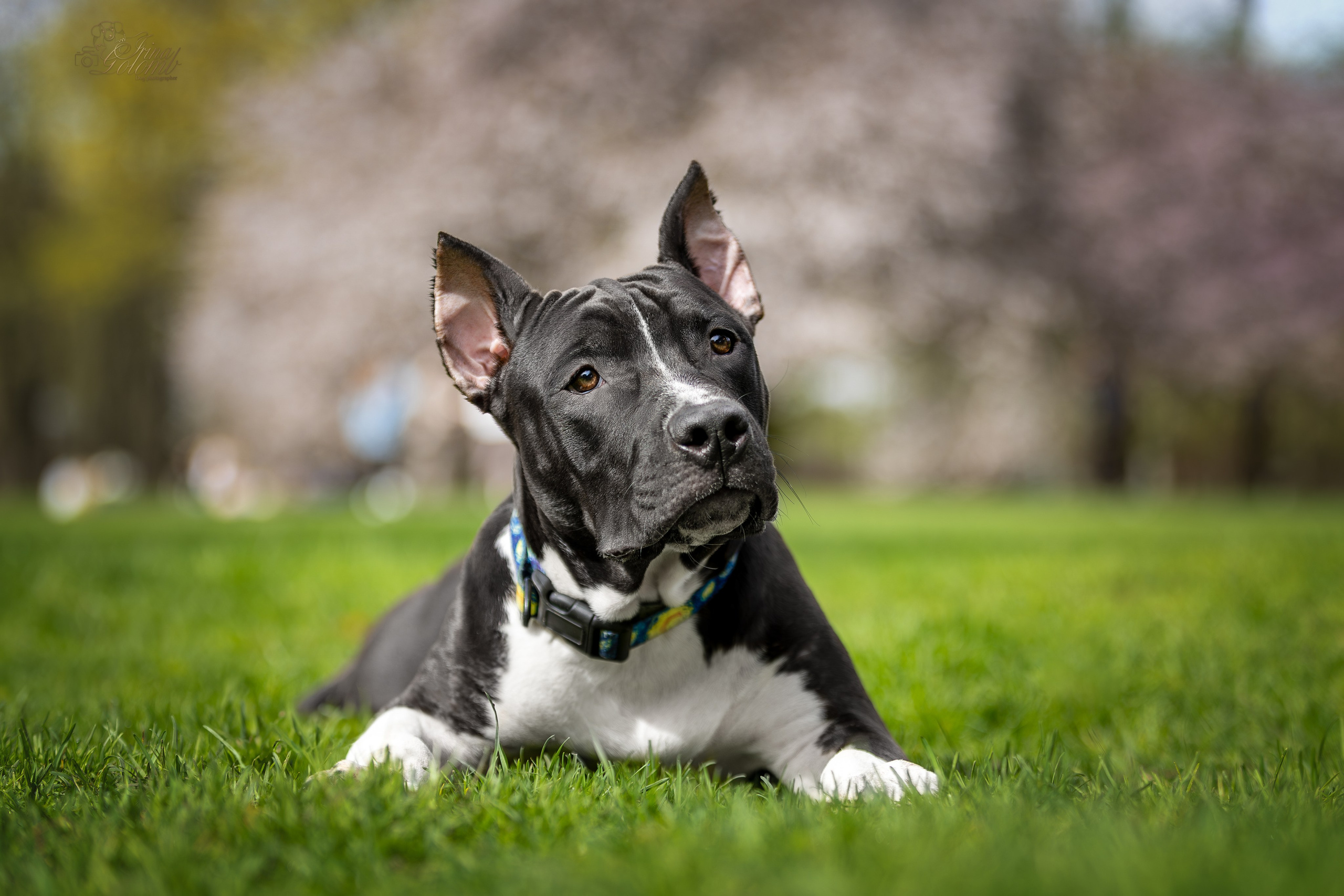 Афина и Мора, Стаффорды. Ирина Голомб|Фотограф-анималист в  Сочи и Калининграде