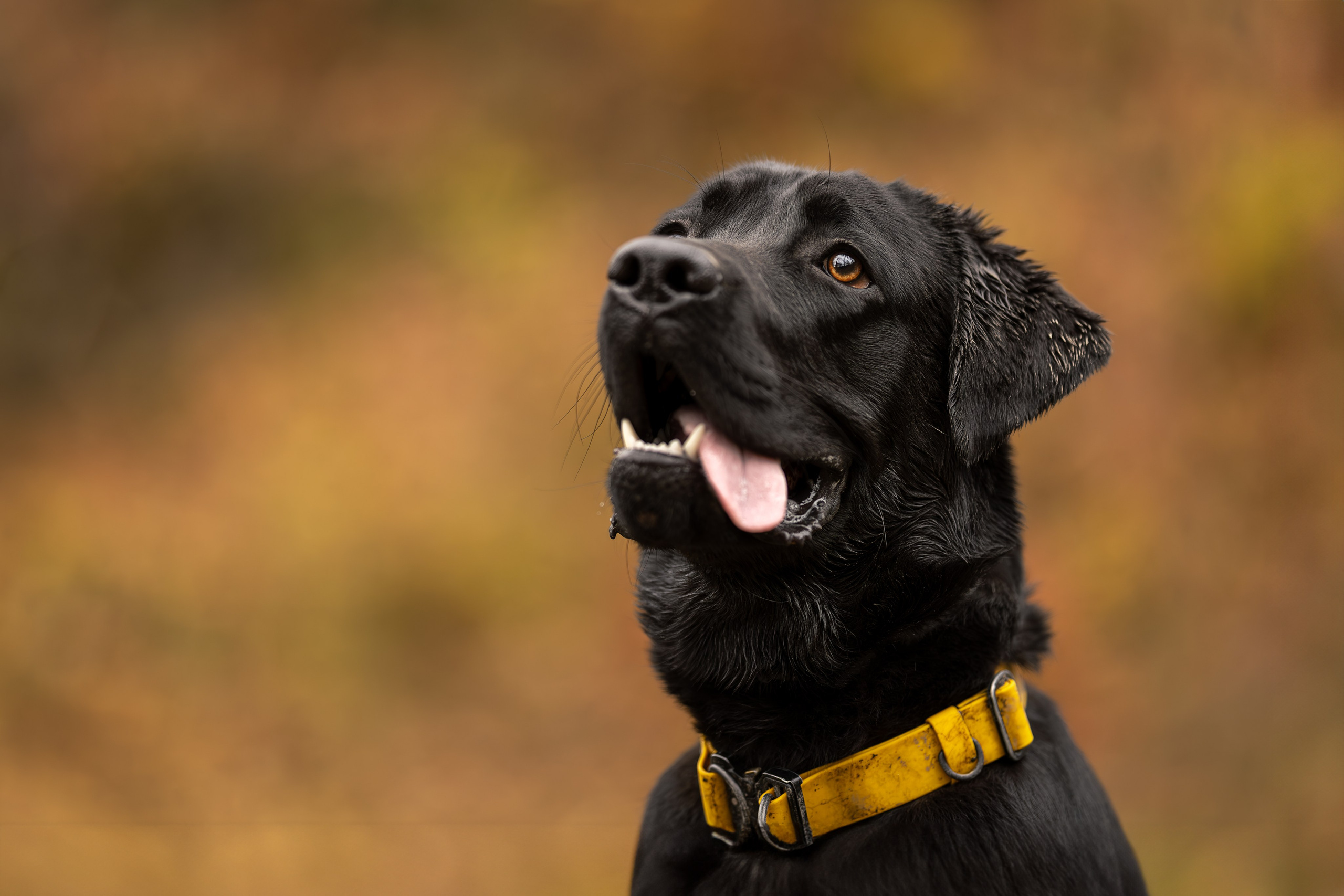 Локи, Лабрадор-ретривер. Ирина Голомб|Фотограф-анималист в  Сочи и Калининграде