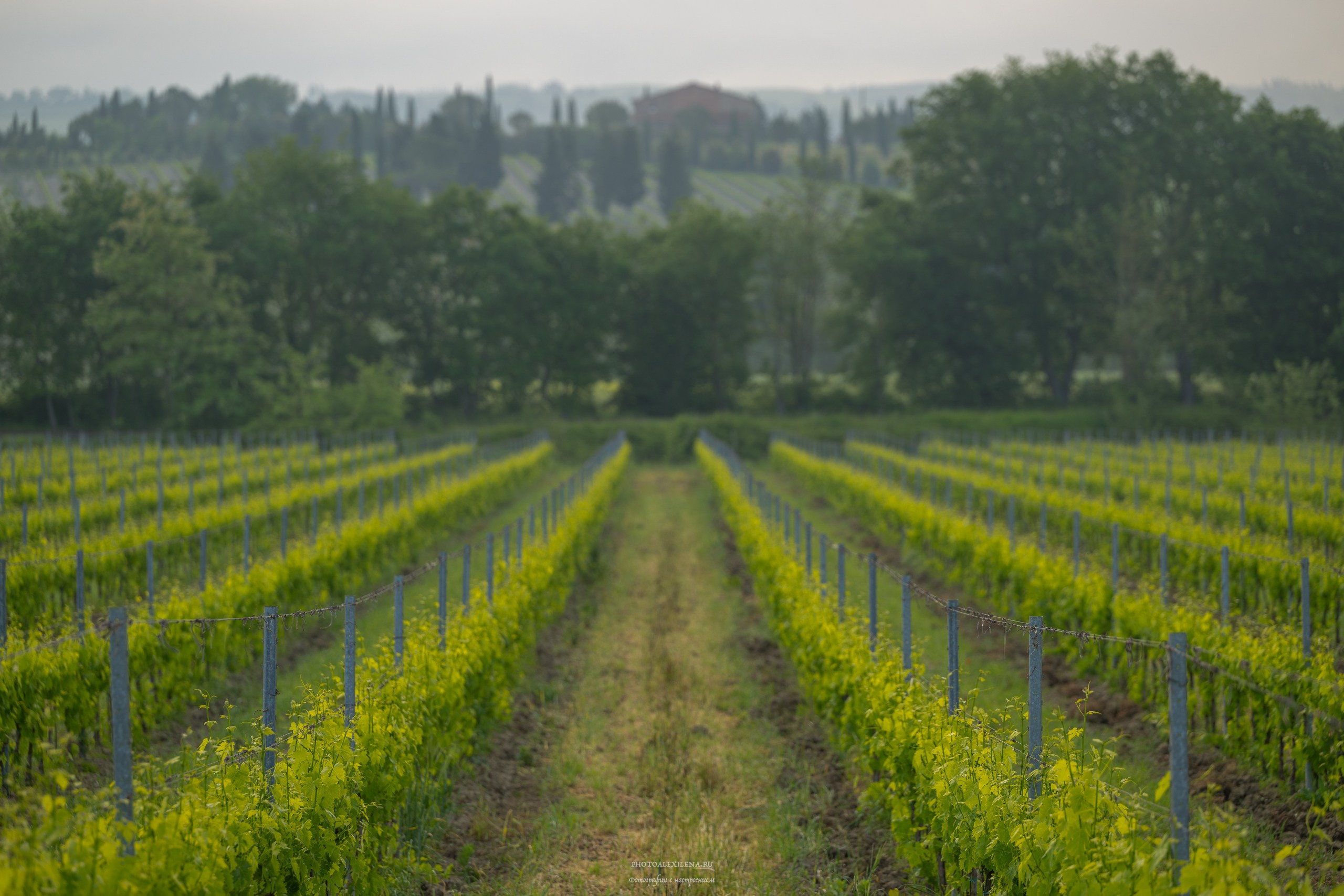 Великолепная Тоскана. Авторские стильные фотокартины