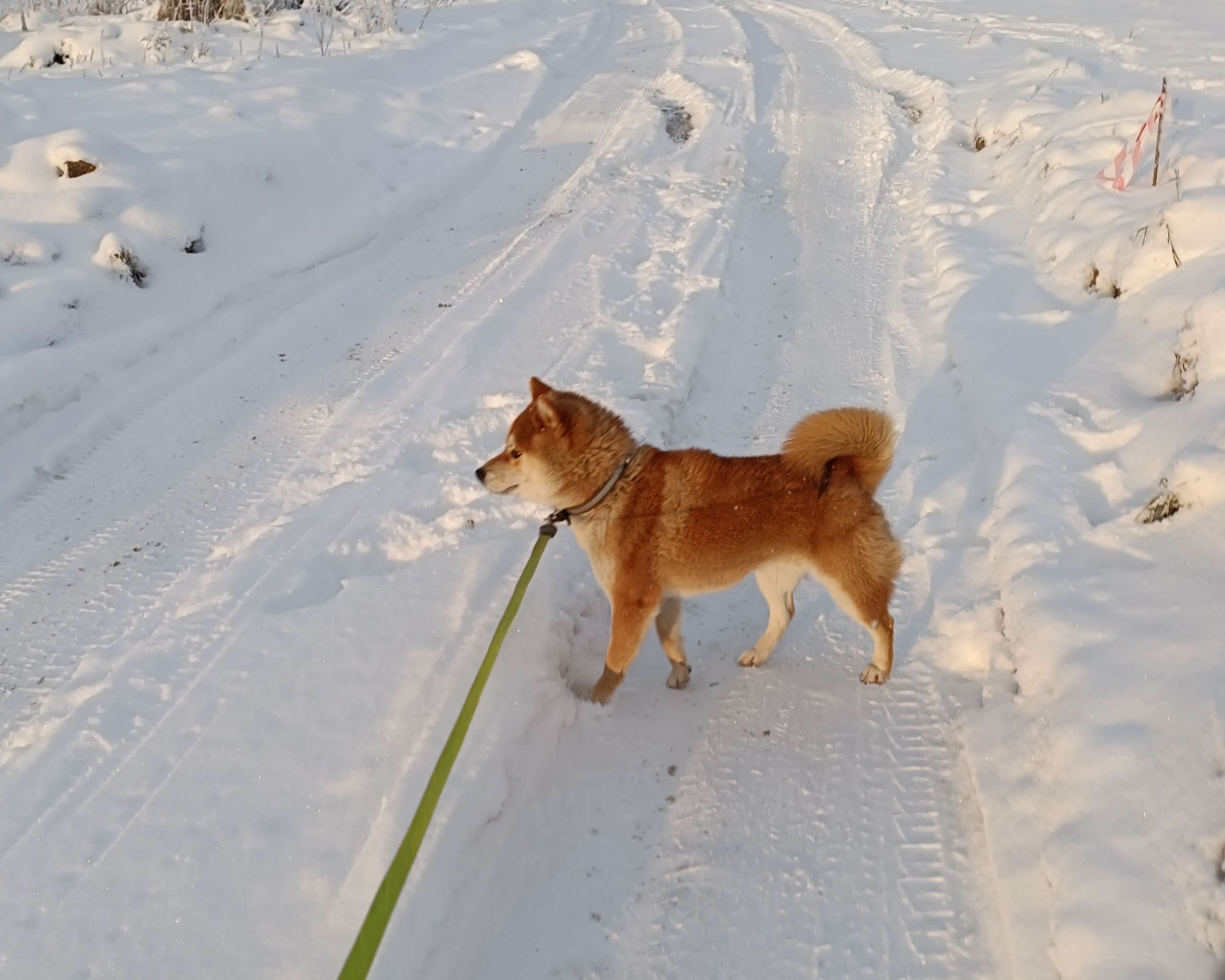 Сиба    Ганжи * Yuzhyy Solnechnyy Pes Ganji  Кобель сиба питомник Рубилайт