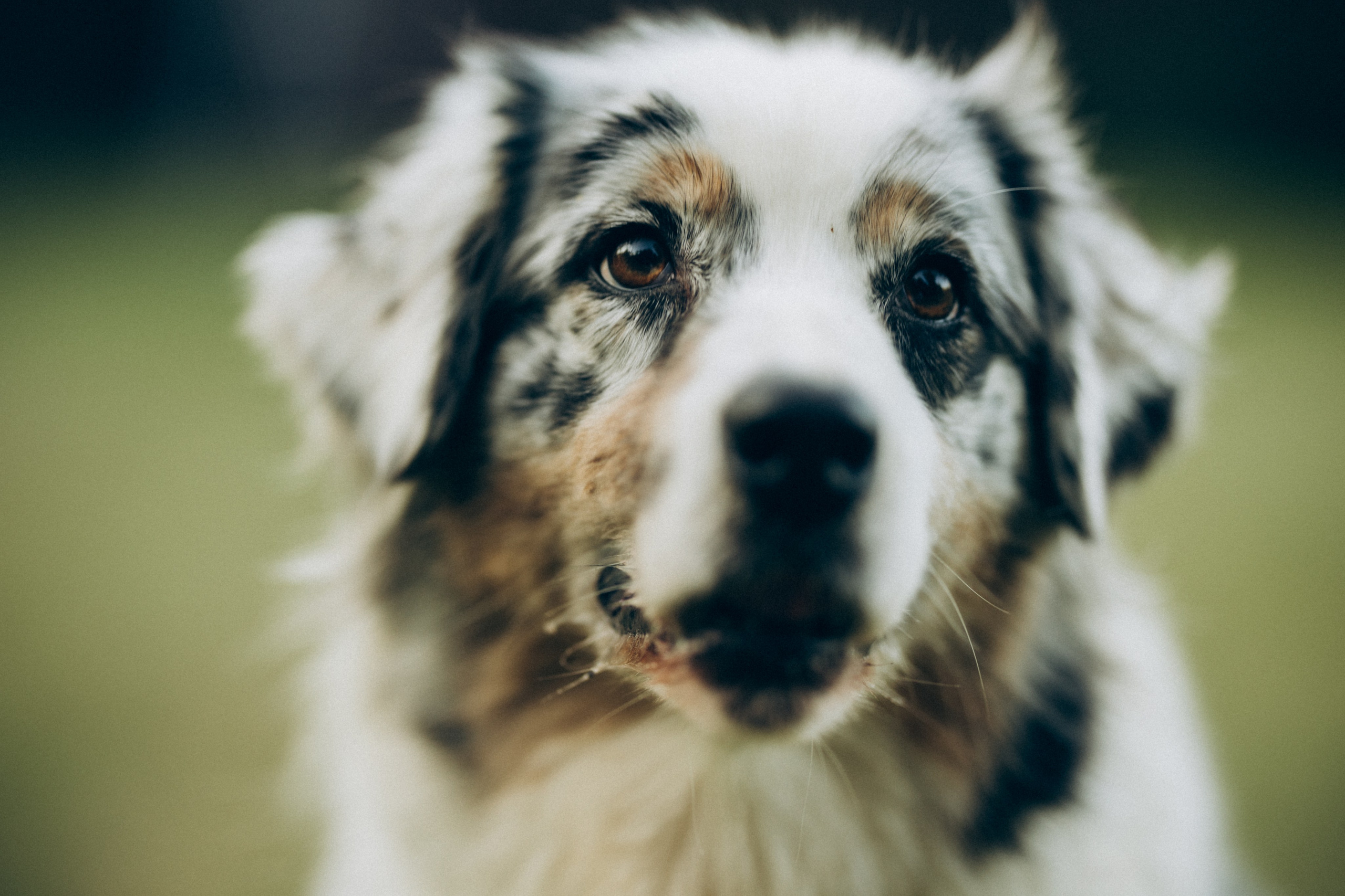 Катя и ее стая. Татьяна Афонина | Фотограф