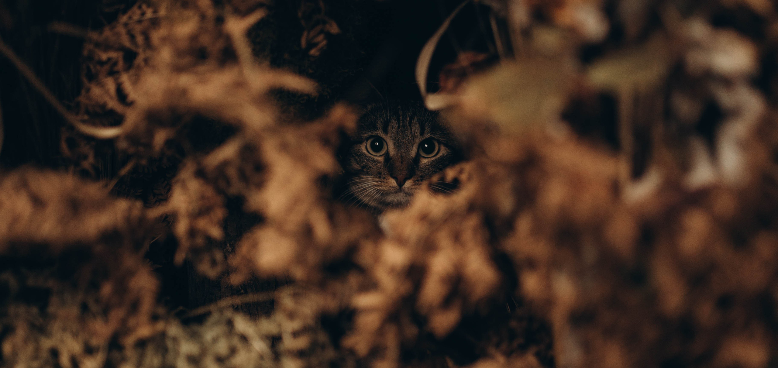 Павел и Настя. Татьяна Афонина | Фотограф