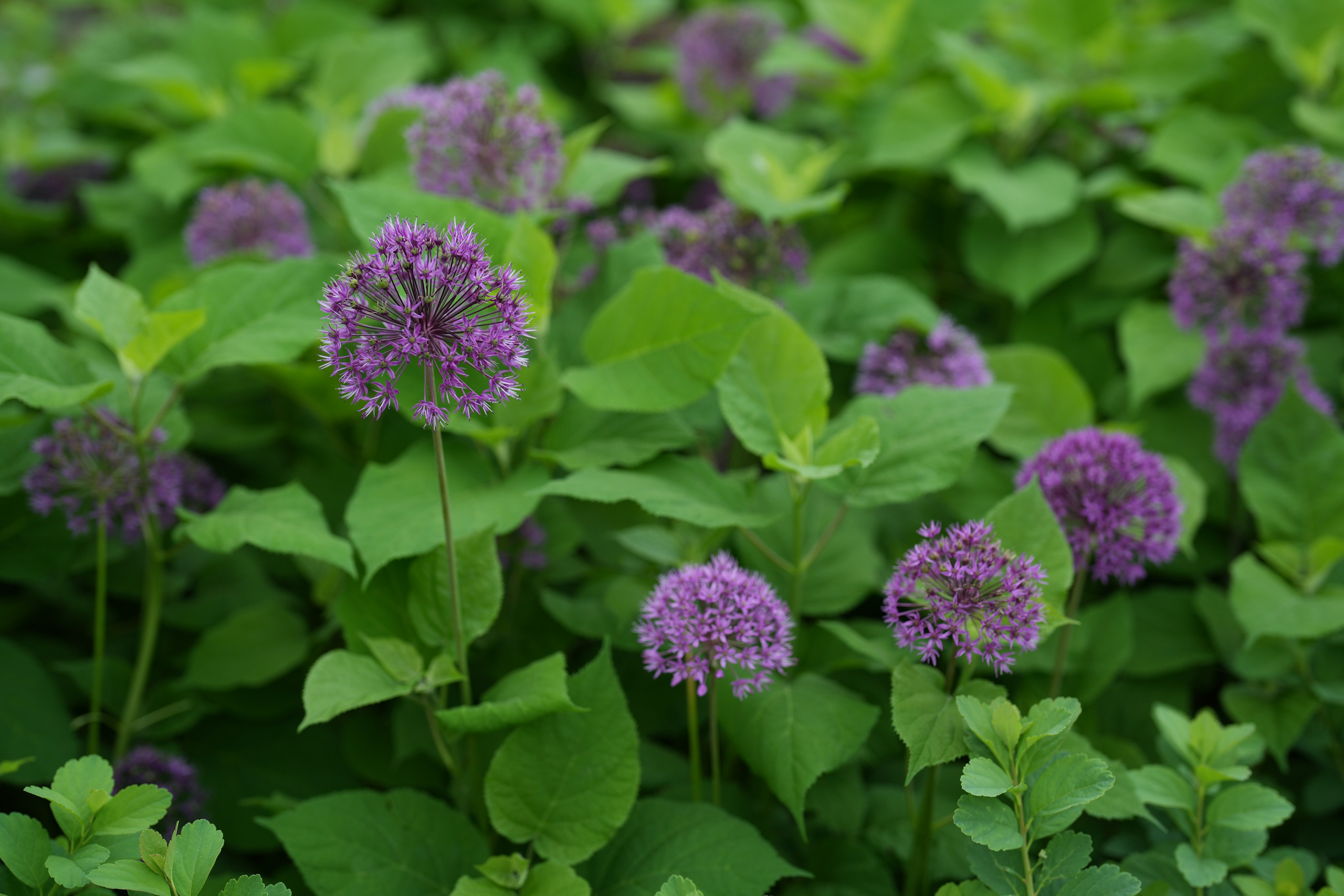 Гранты МЭРА Москвы. Семейный и детский фотограф в Москве Оксана Чибизова