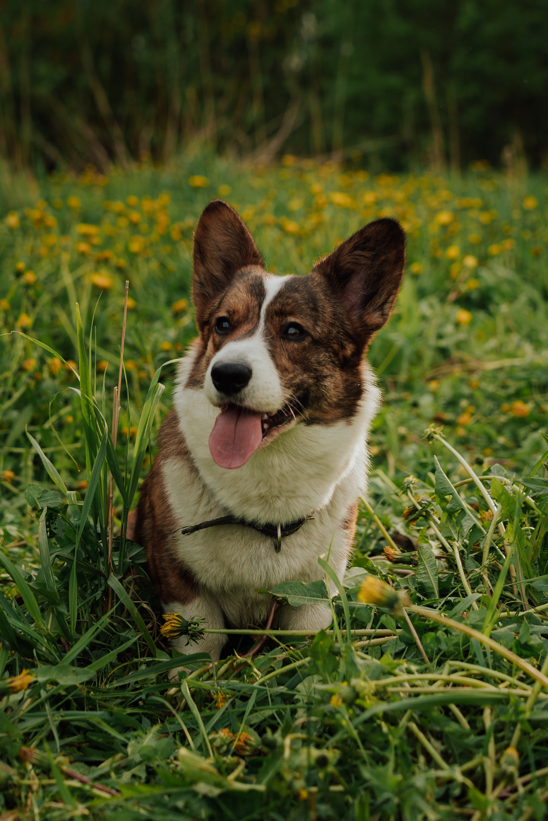 Фотовыходные с питомцами Мурино. Фотограф в Санкт-Петербурге и Ленинградской области