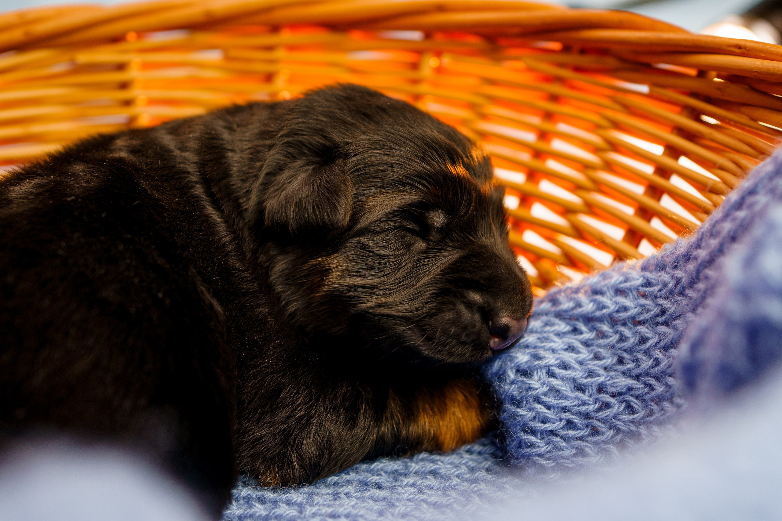Новорожденные немецкие овчарки. Фотограф-анималист Анастасия Большакова