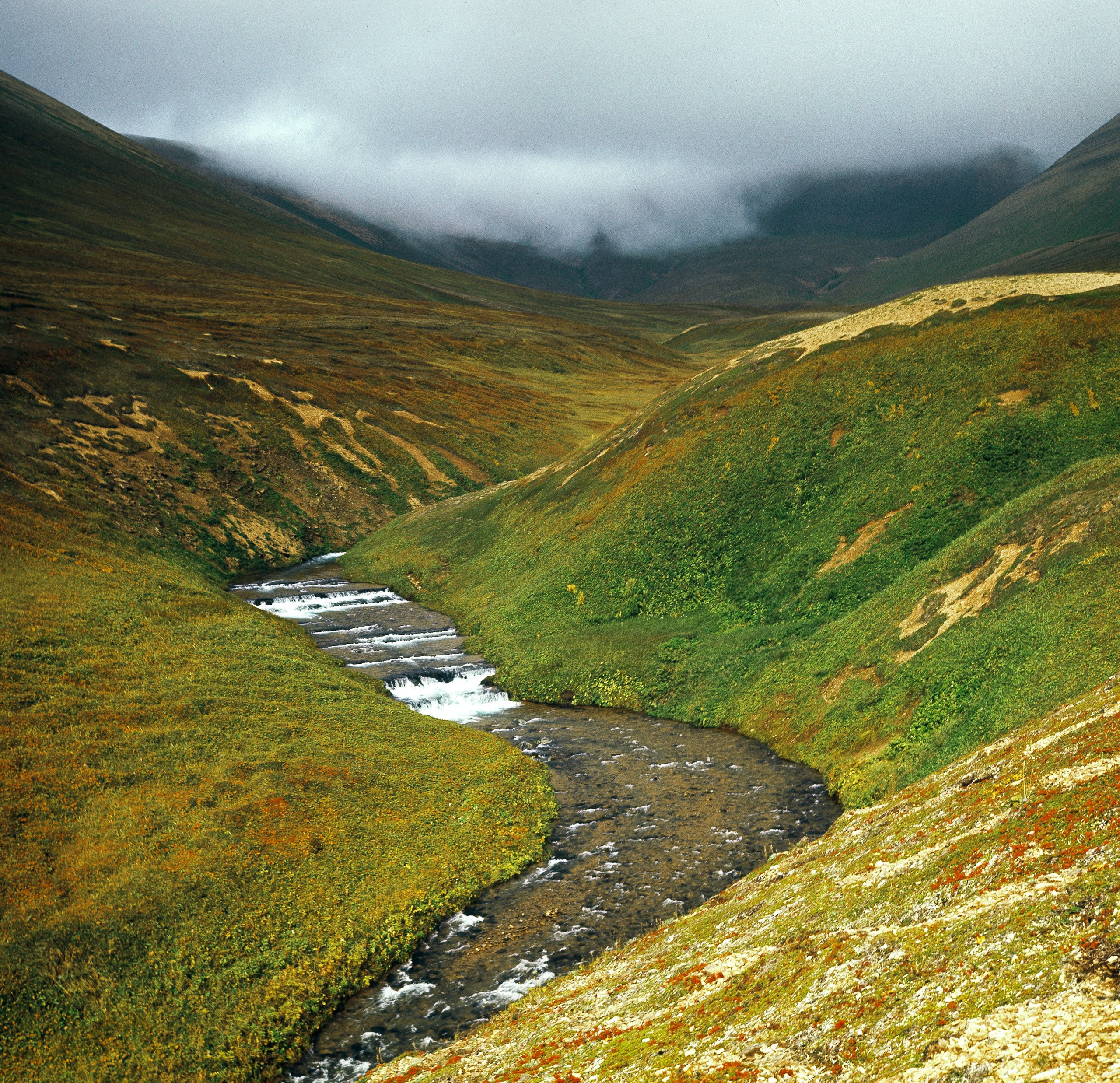 Командорские острова. ВАДИМ ГИППЕНРЕЙТЕР — ВЕЛИКИЙ ФОТОГРАФ ЗЕМЛИ РУССКОЙ