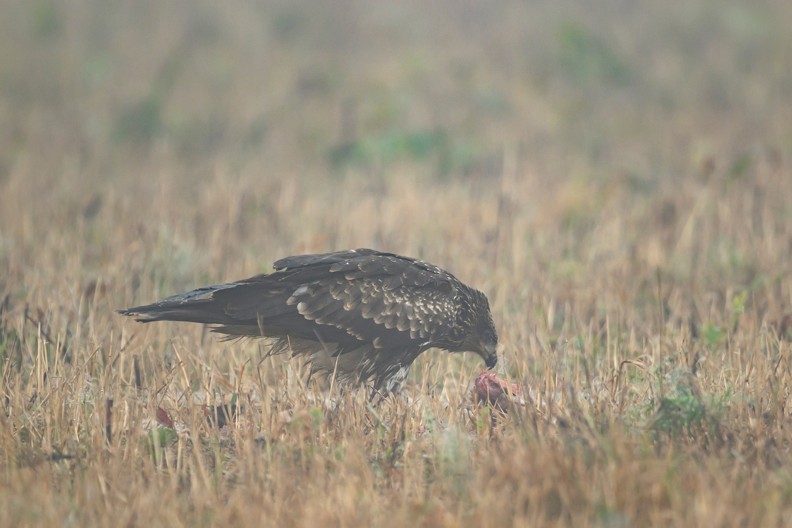 Коршун. Wildlife photography by Sergey Puponin