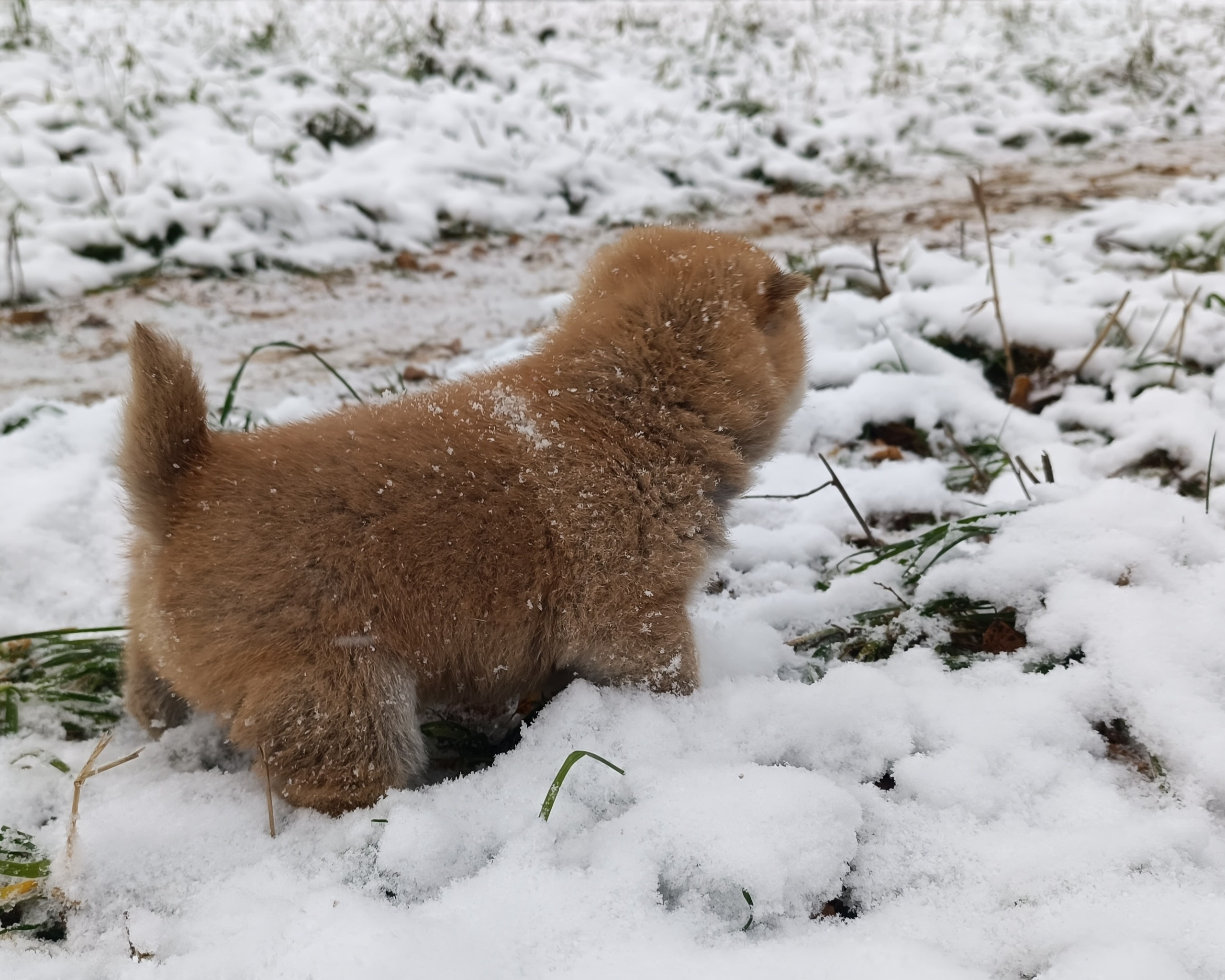 сиба питомник Рубилайт щенки на продажу rubylight  сиба щенки купить СПб Санкт-Петербург 