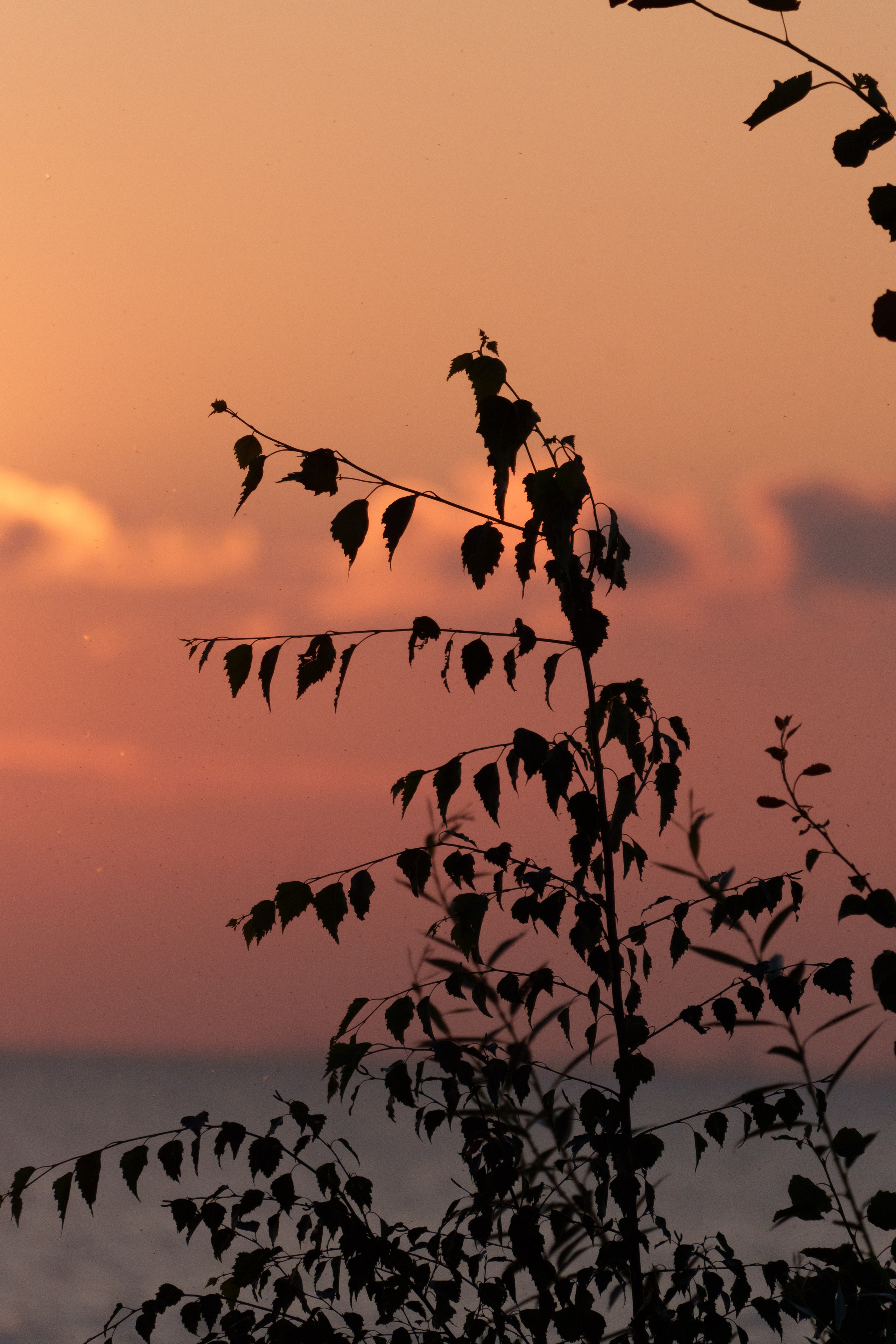 Природа. Фотограф в Санкт-Петербурге Ибрагимова Алина